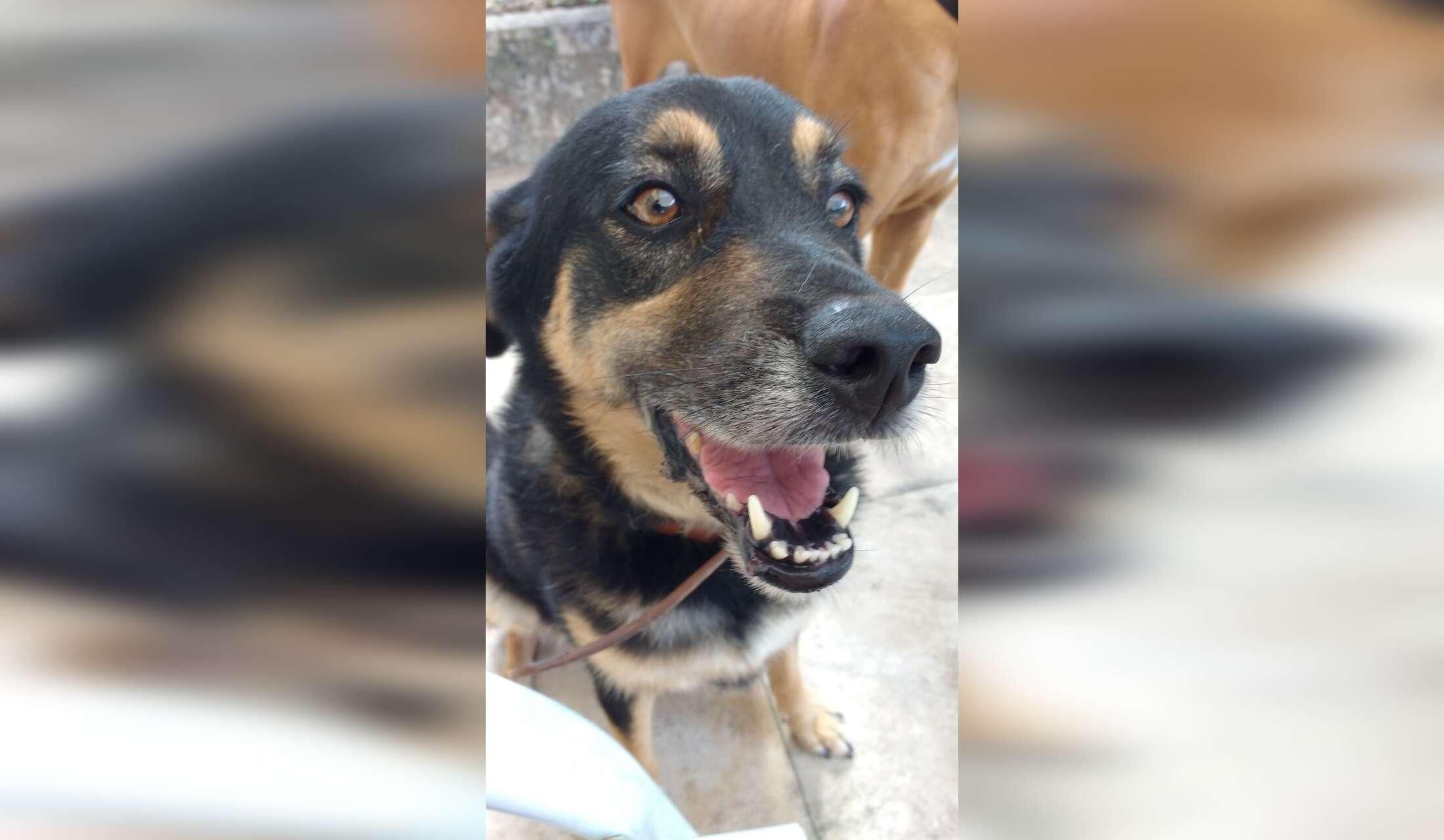 House and Dog Sitting in Rio de Janeiro, Brazil - Xmas and New Year 2026 - Image 2