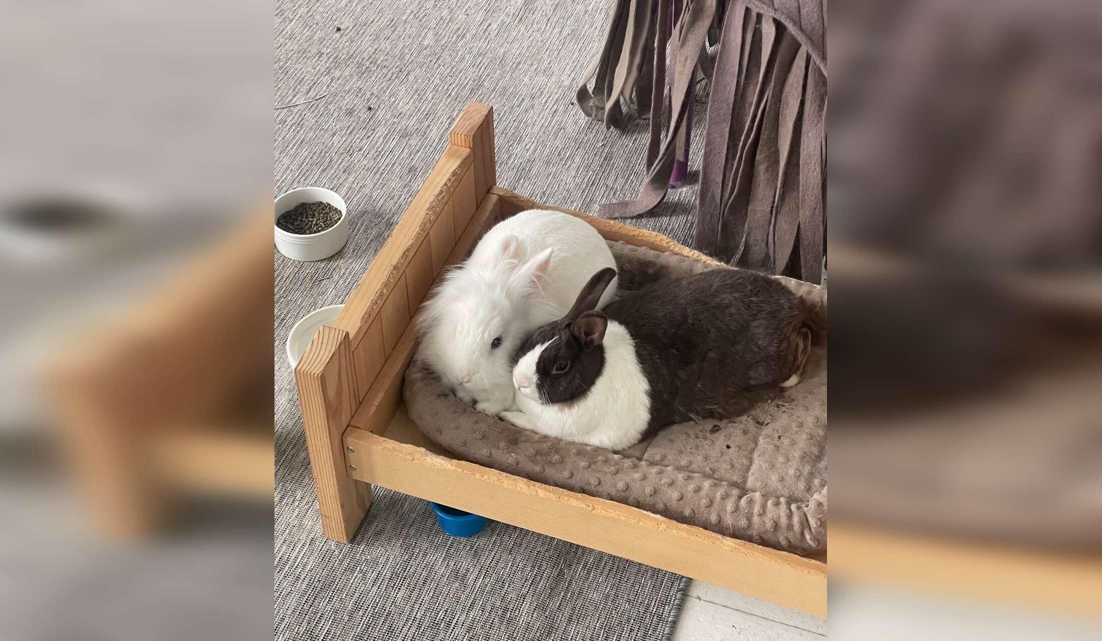 My 1884 Victorian Farmhouse home in Maplewood with 4 beautiful rescue bunnies - Image 9