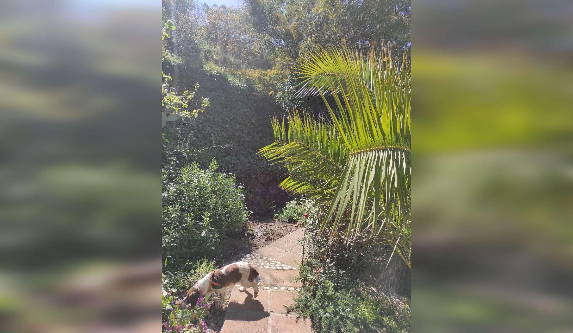 Private hillside 2 acre house 20 minutes from the sea and Tejeda National Park in southern Spain - Image 9