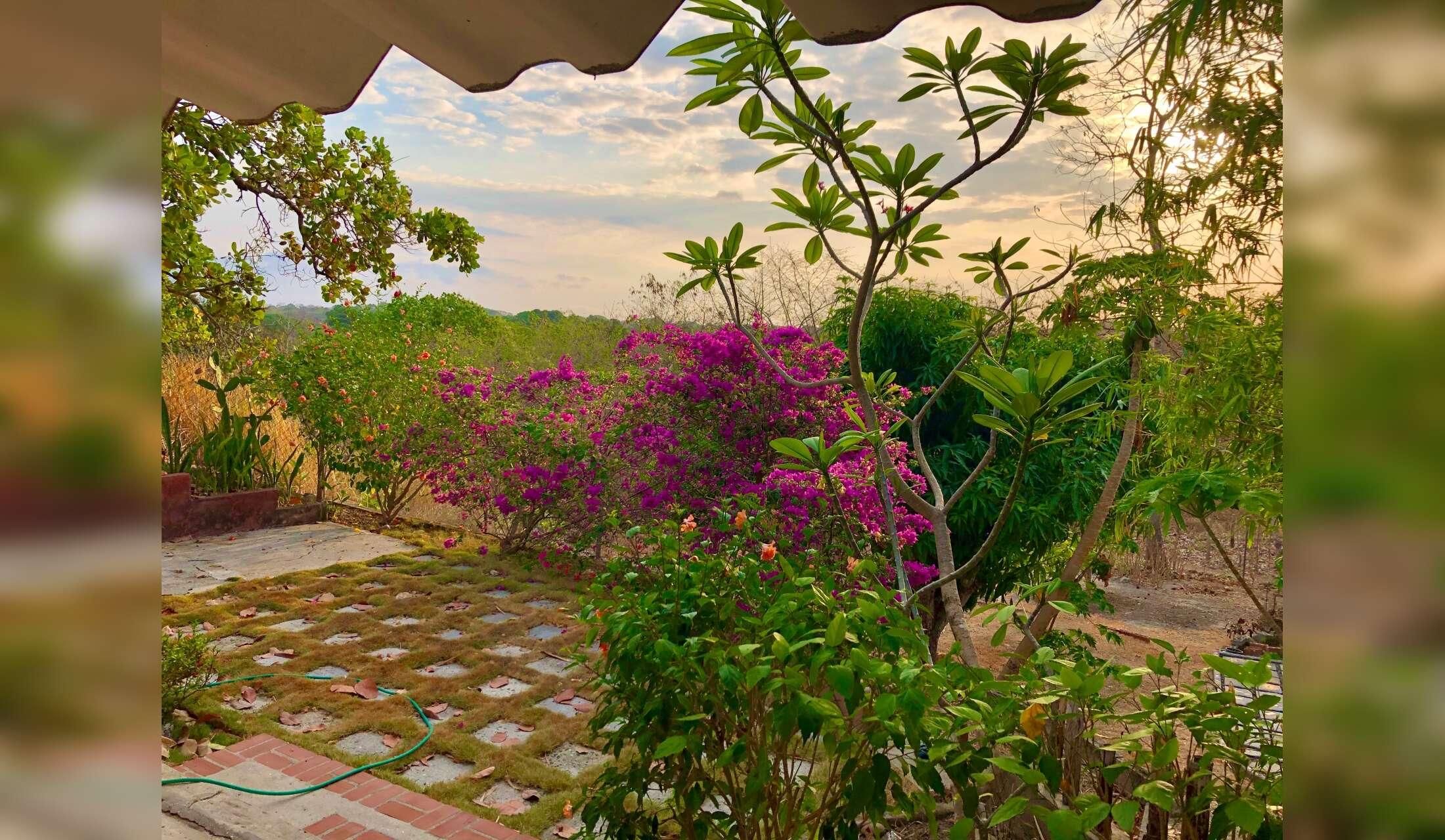 Looking for a couple to live close to the beach with 4 cats, Maggie, a senior dog, and a chicken. Close to the beach near San Carlos, Panamá - Image 4