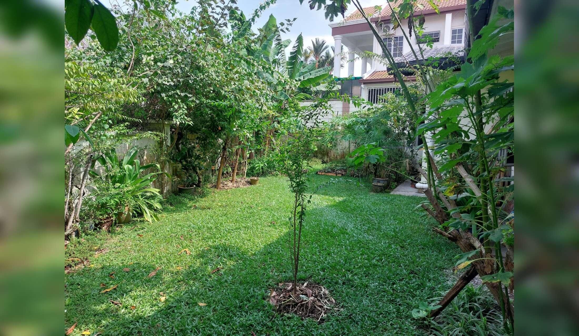 Sunny Days with Cats and Frogs in Malaysia. - Image 3