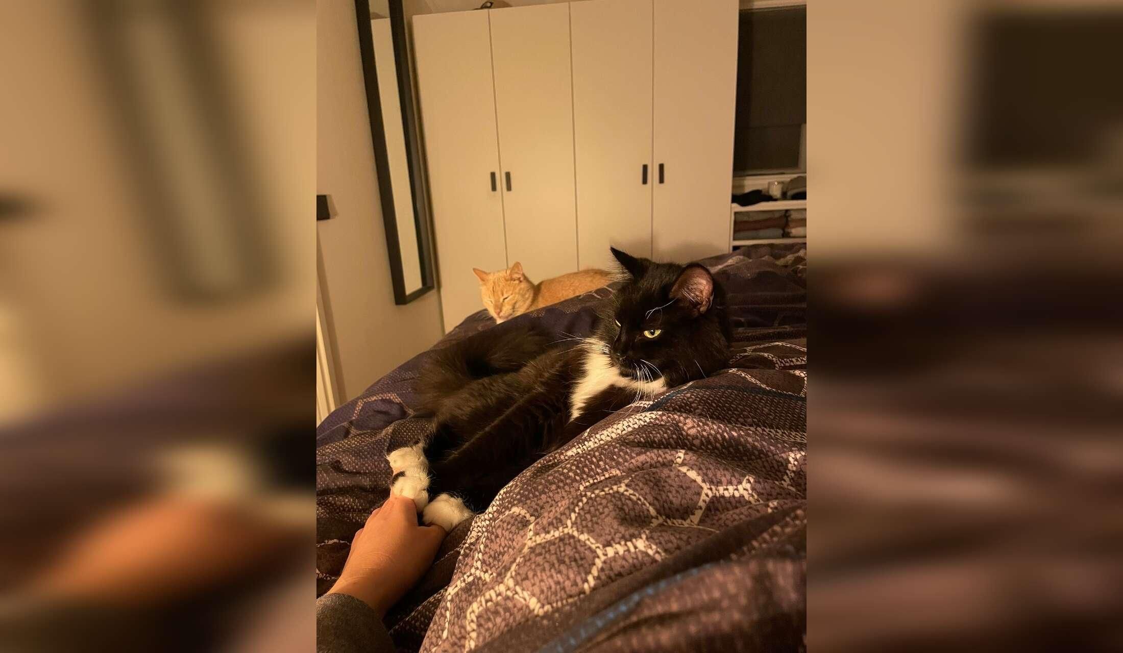 Taking care of 2 cute cats and our house for 2,5 months - Image 10