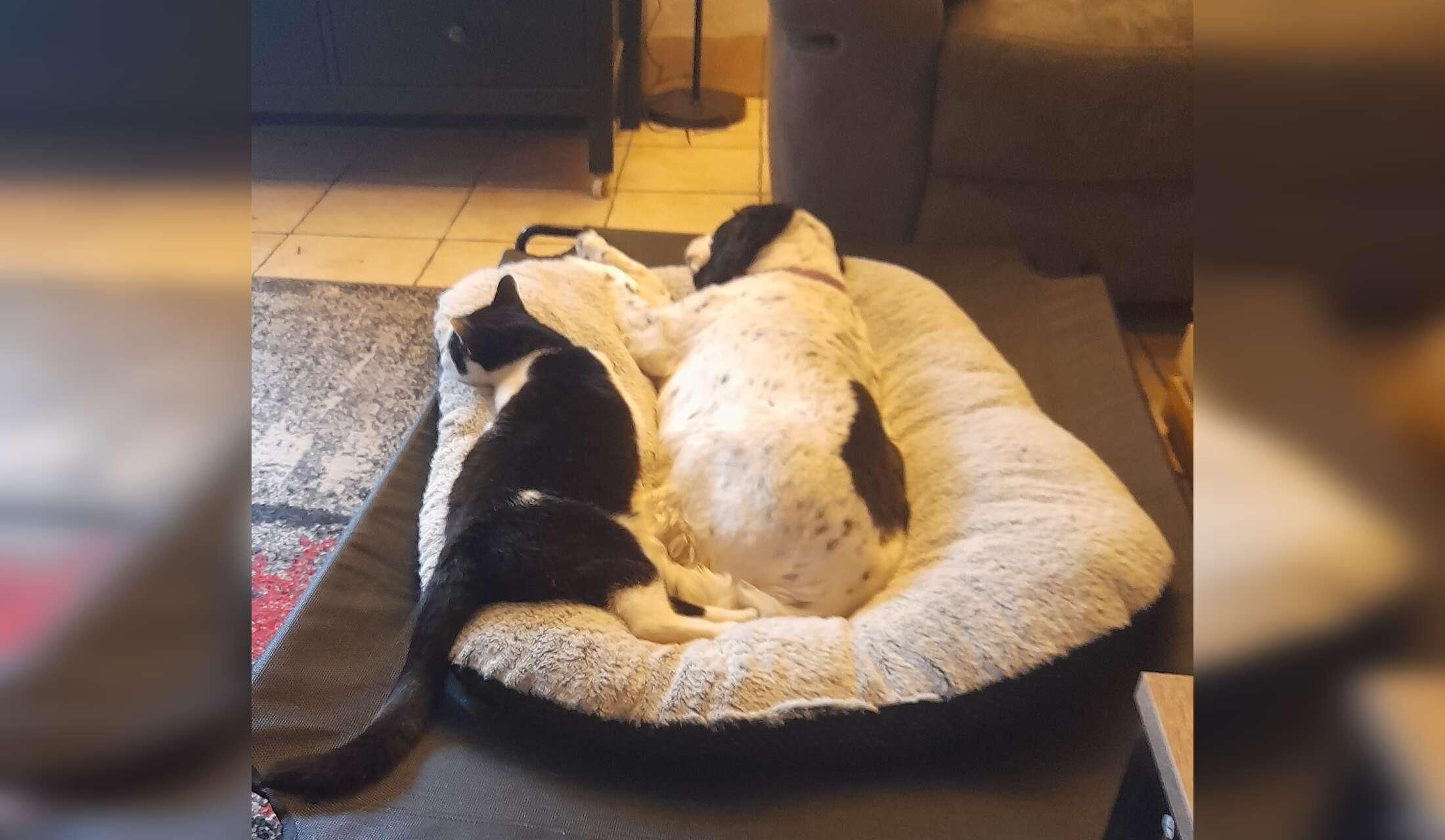 Care of Cali & Freya