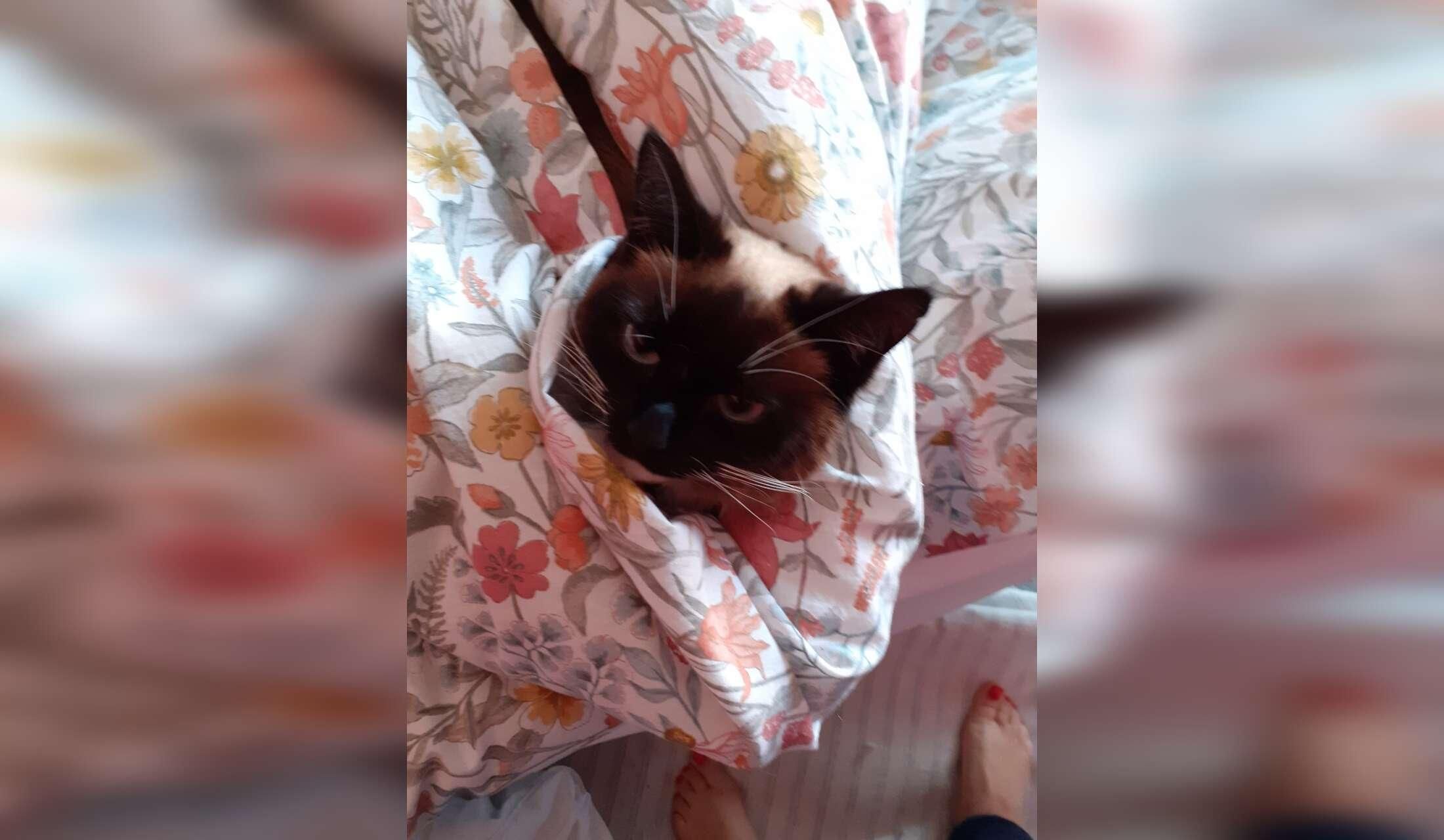 Sitter needed  for looking after 1 soppy cat, April 10-17,in the seaside town of Weymouth