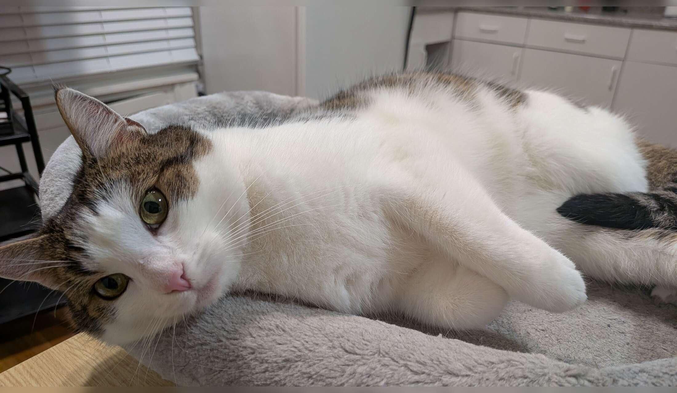 3-week San Francisco Stay: Care for One Cat in an Apt