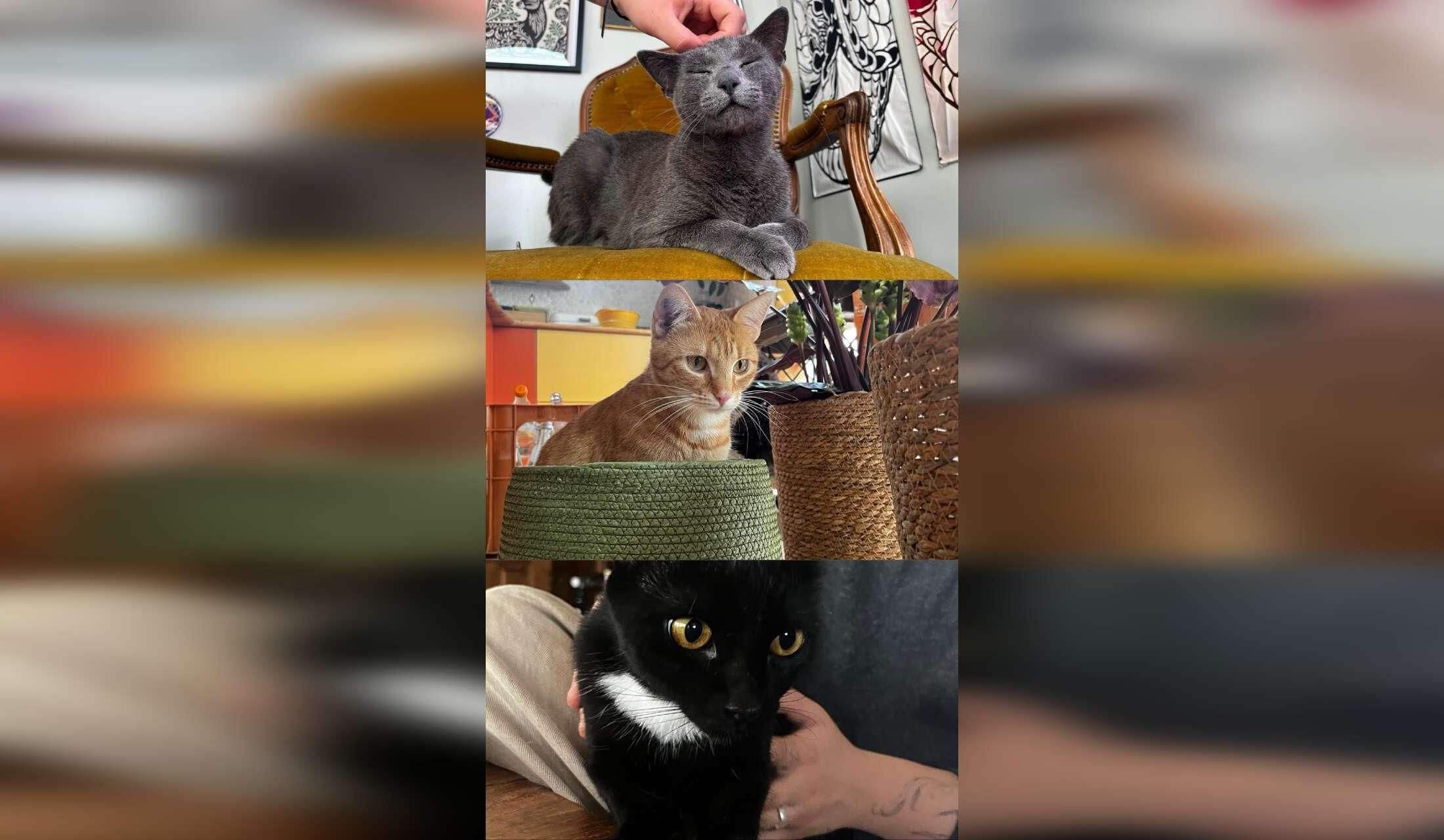 Suchen eine/n Haussitter/In der/die auf unser Grundstück, unsere Katzen und Geckos aufpasst! - Image 8