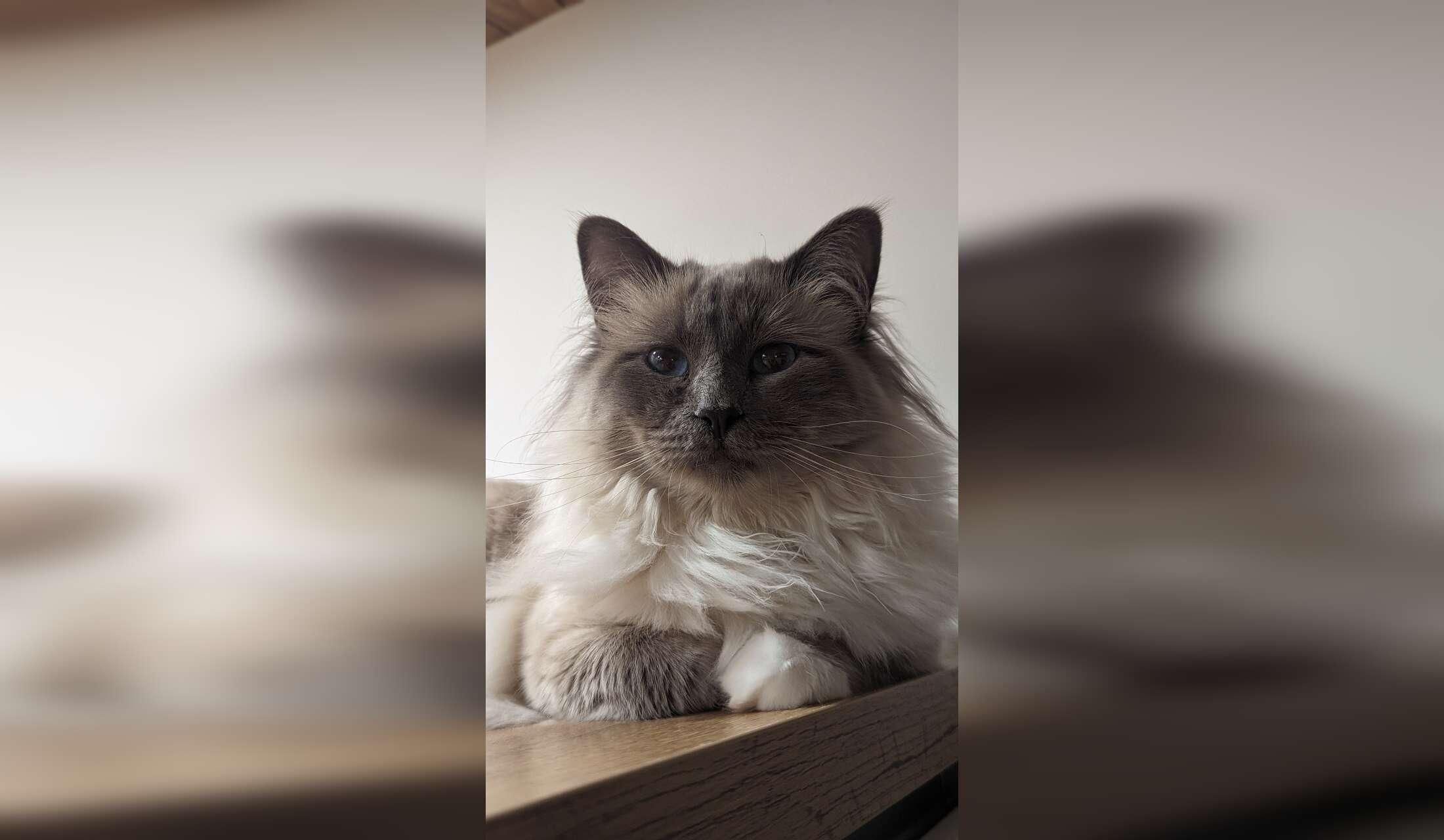 Looking for a cat sitter for 2 Sacred Birman cats near Munich - Image 9