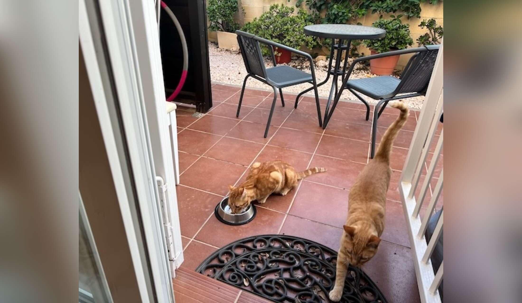 Detached 2 bedroom house in quiet village next to the Mar Menor with 7 cats to care for - Image 7