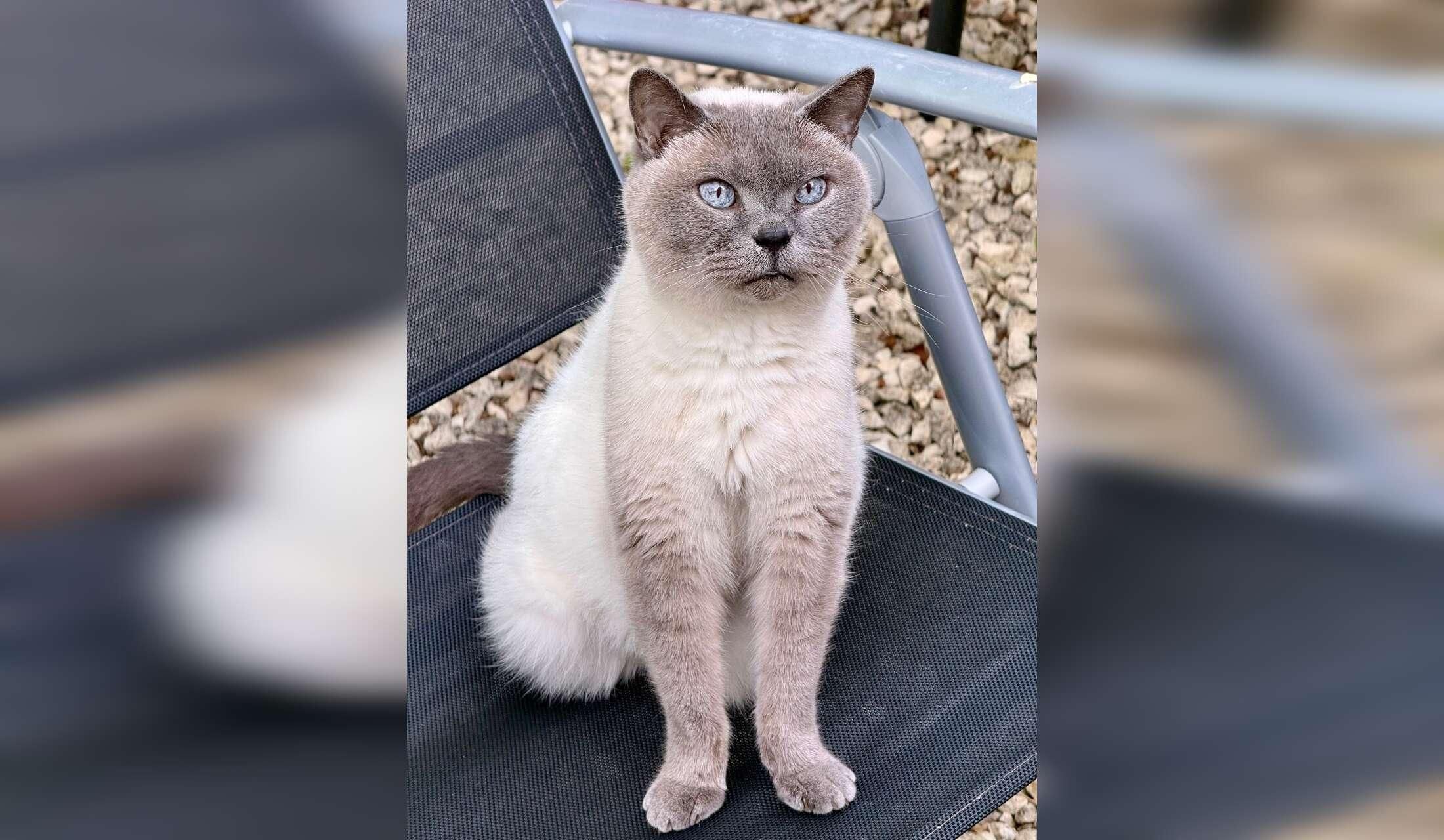 Looking for a sitter for 3 handsome British Shorthairs cats - Image 5