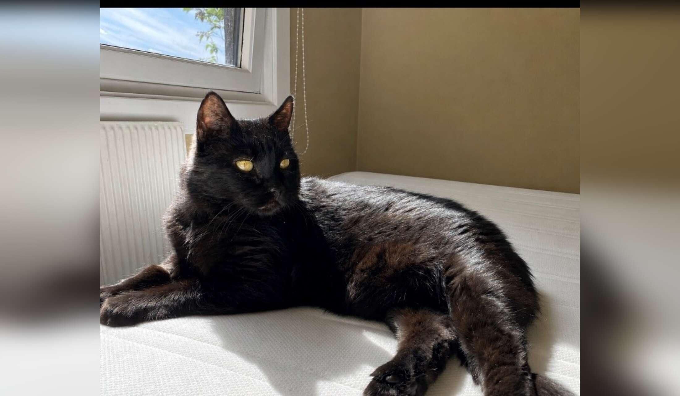 Senior cat Bilbo needs an experienced sitter