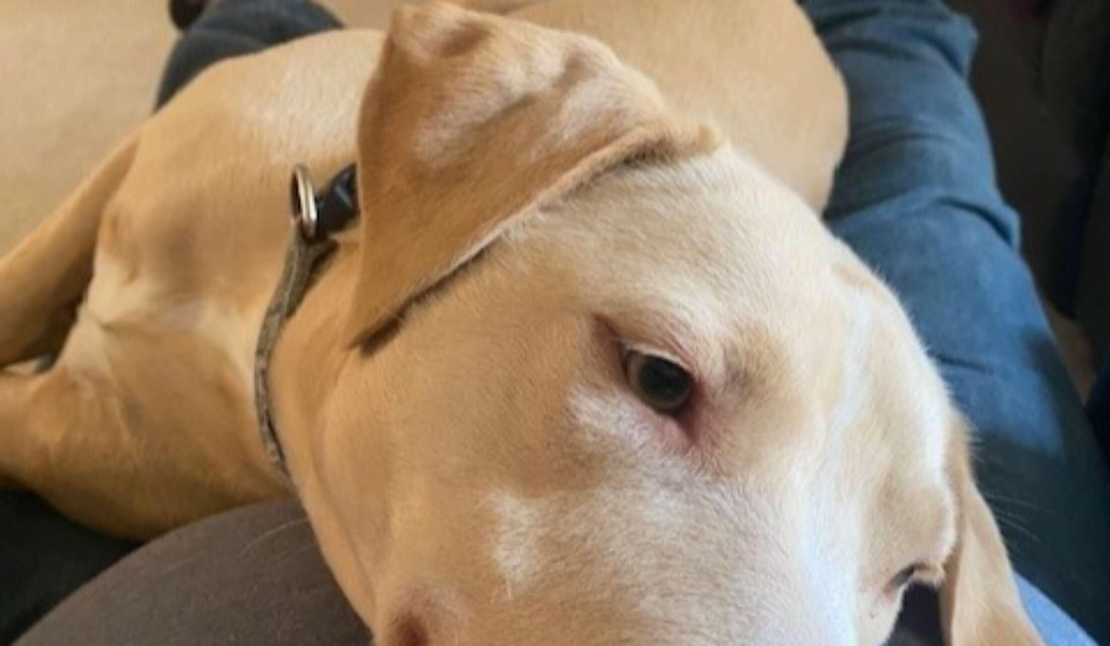 In Need Of Sitter for 3 Fur Babies Over Thanksgiving in Memphis! - Image 4