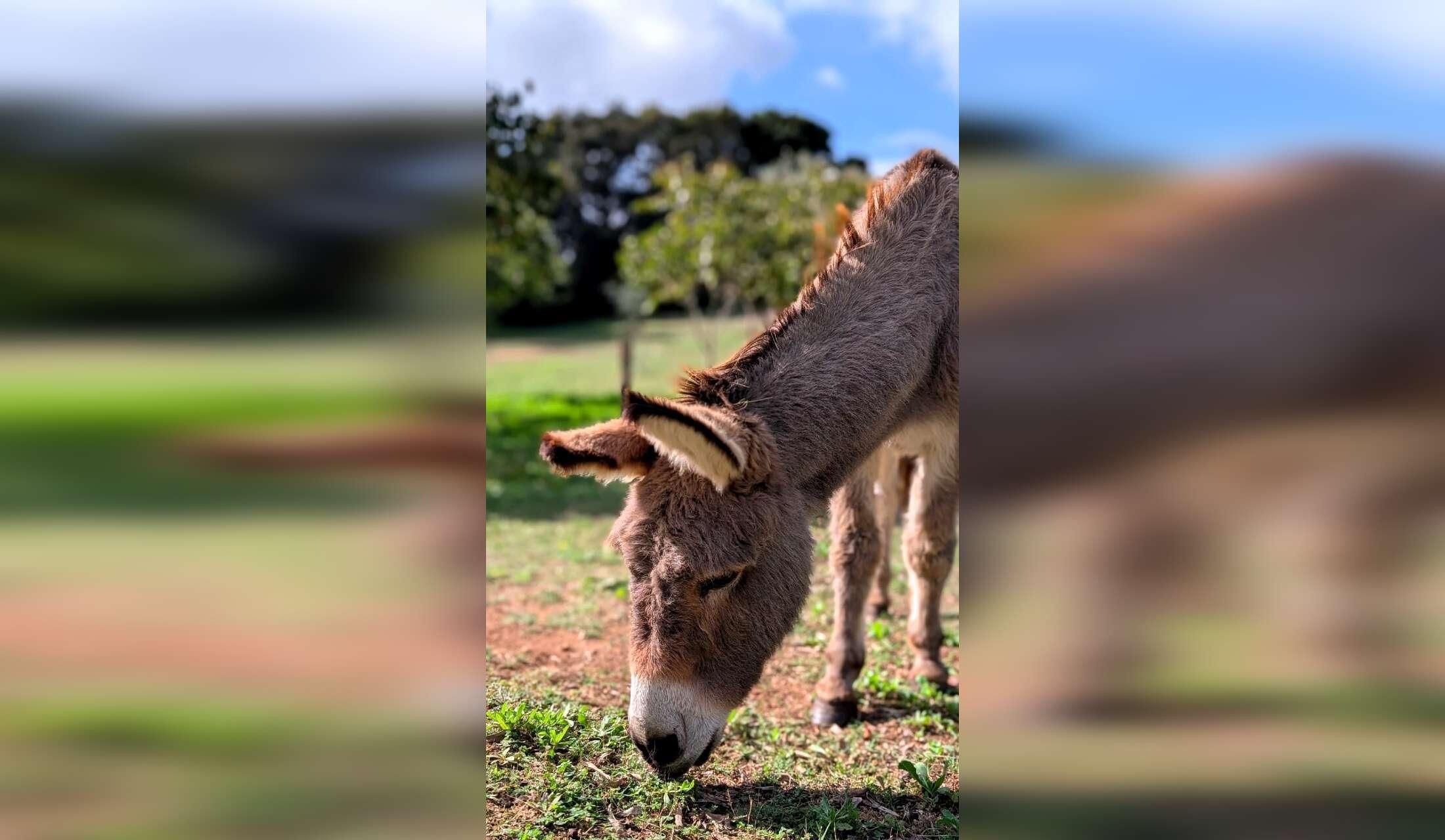 Professional Home and Petsitter wanted  for cats and donkeys in Sardinia, Italy - Image 10