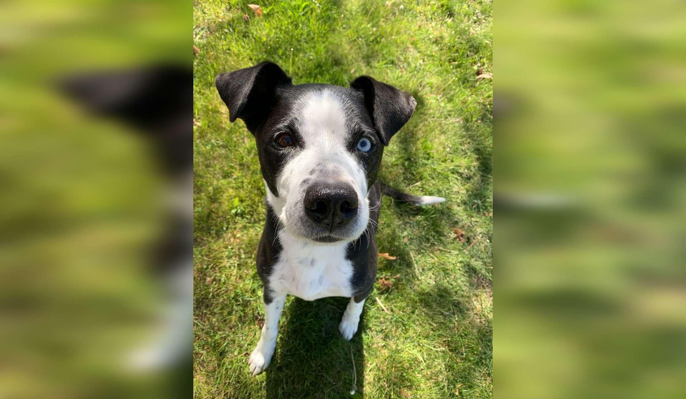 Spend Fall in Beautiful Penticton, BC — Loving Senior Dog Looking for a Companion - Image 2