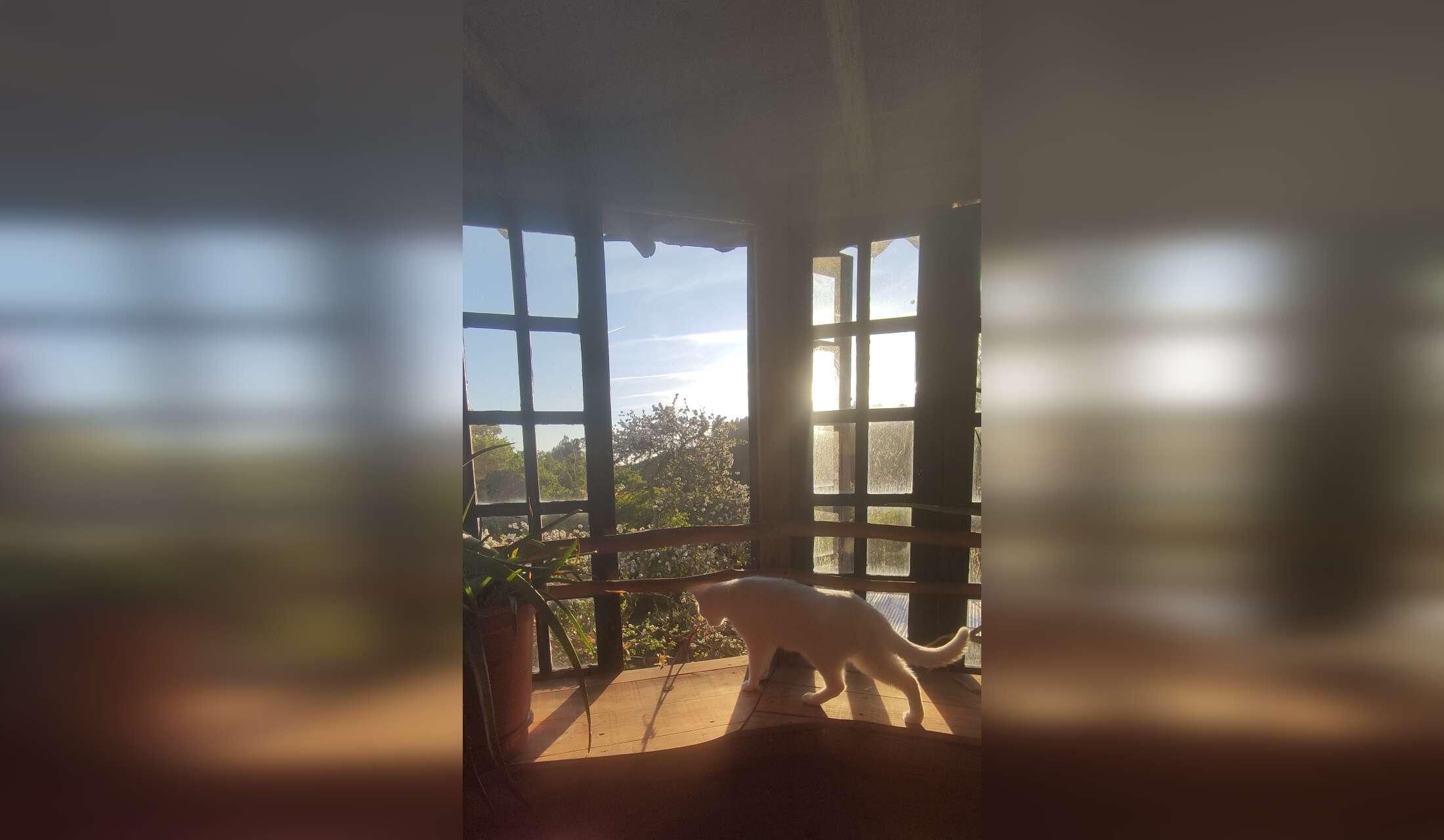 Looking 10 Nov. Till 28 febr. a sitter, riverside, 3 cats - Image 3