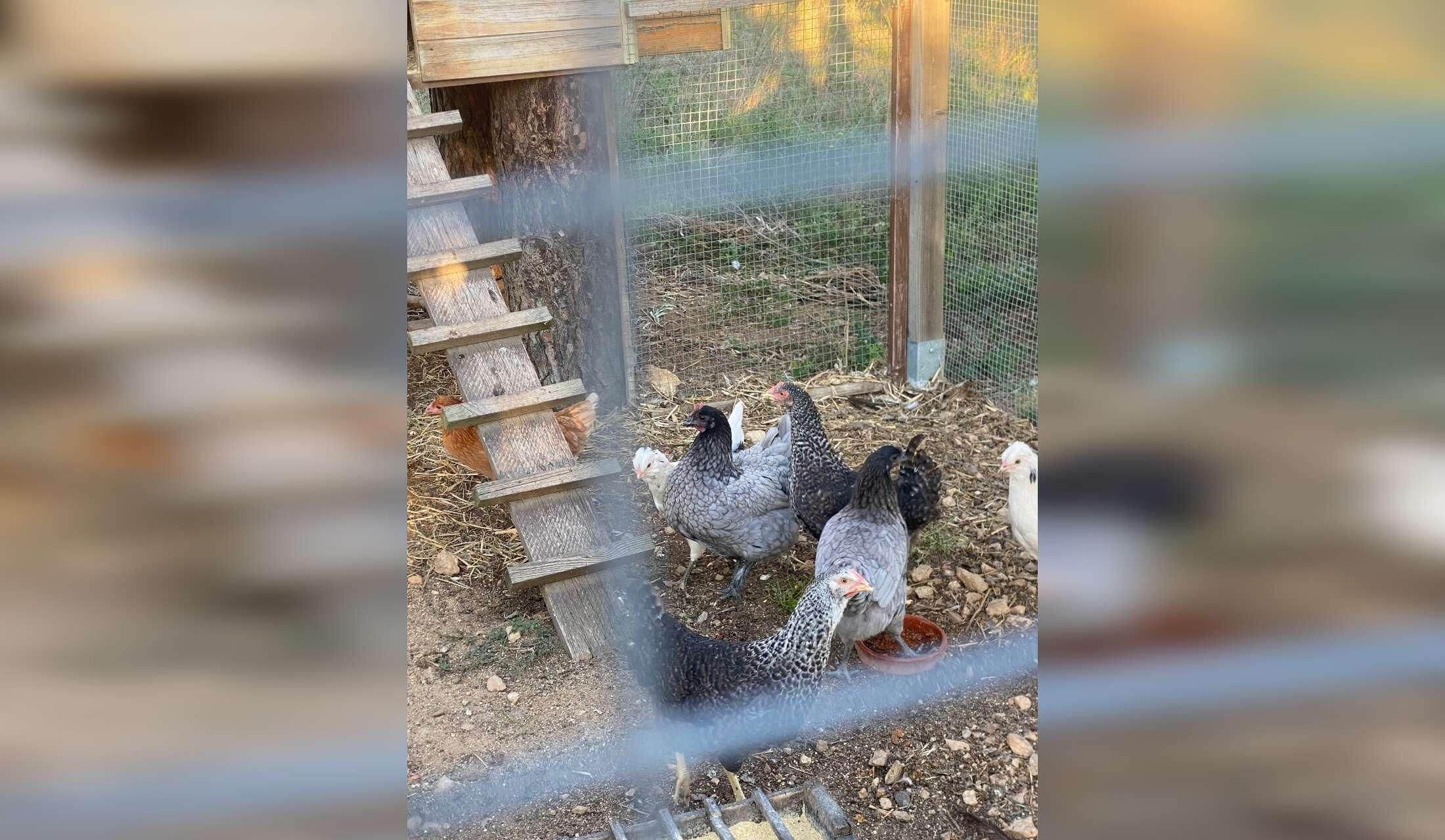I am looking for animal lovers in a nature house near to France - Image 4