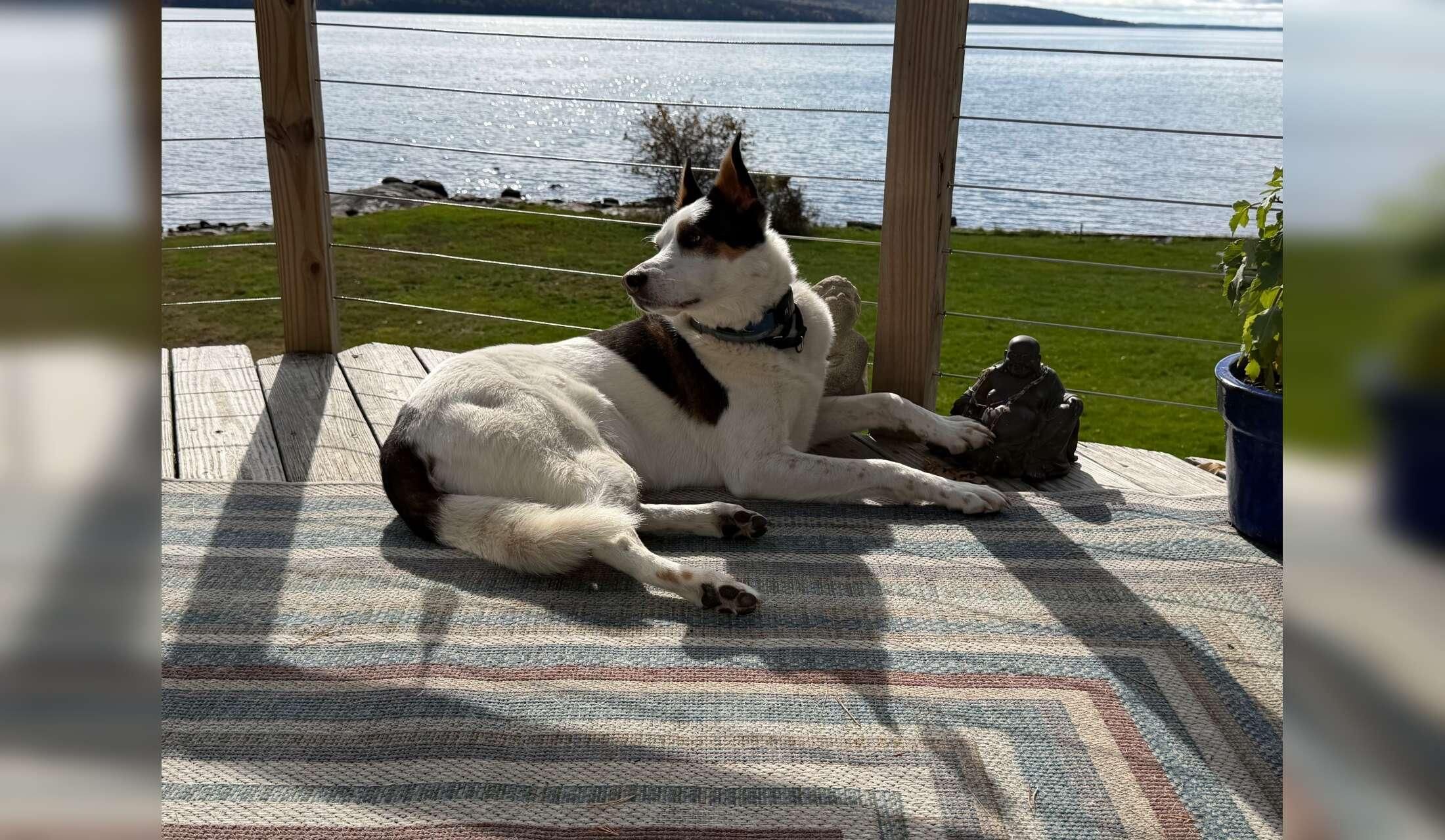 Awesome Dog & bonus Oceanfront Maine listing near Acadia/Blue Hill Peninsula - Image 2