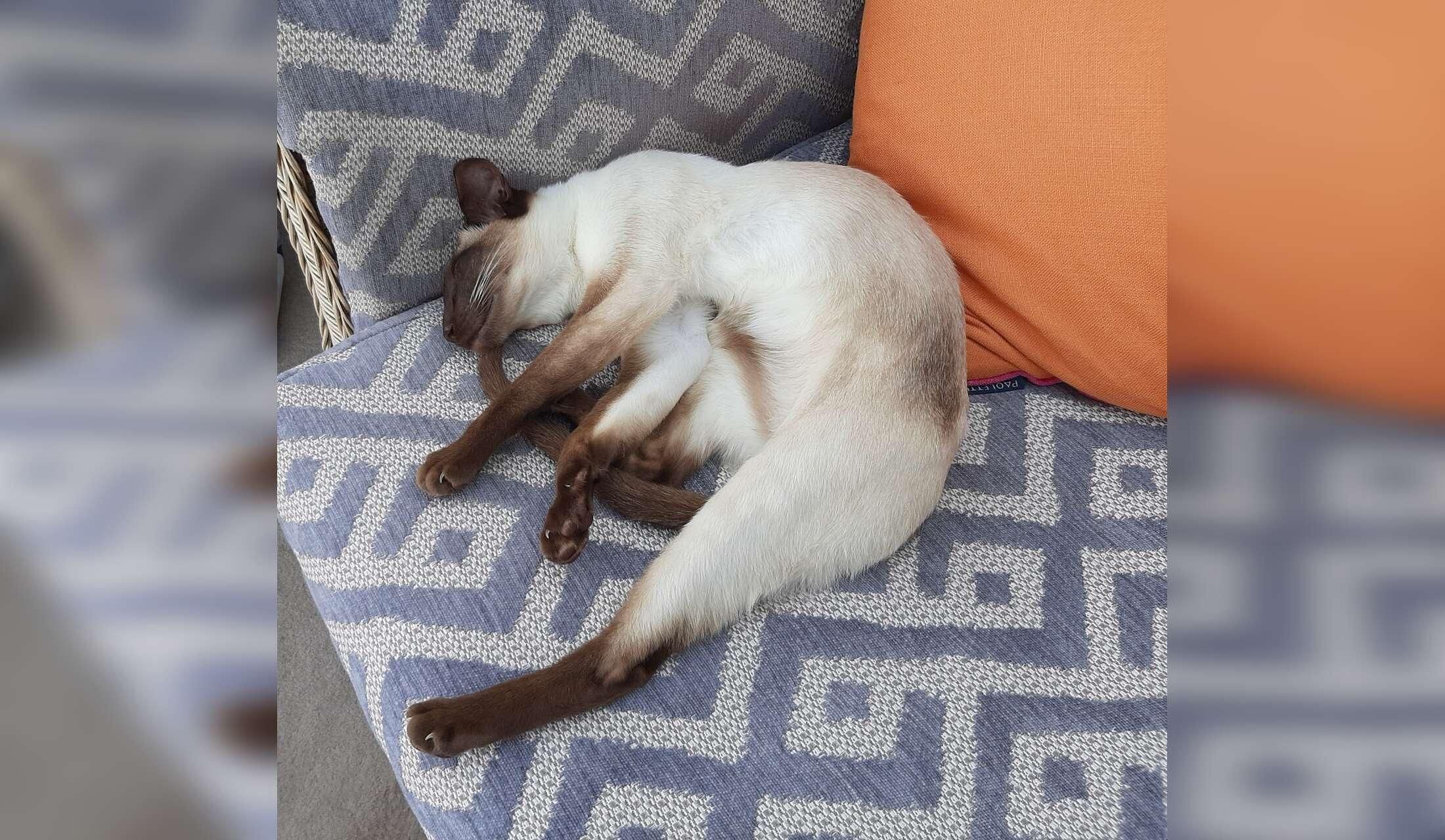 English Country Home in a Bedfordshire village with  an adorable young Siamese cat - Image 2