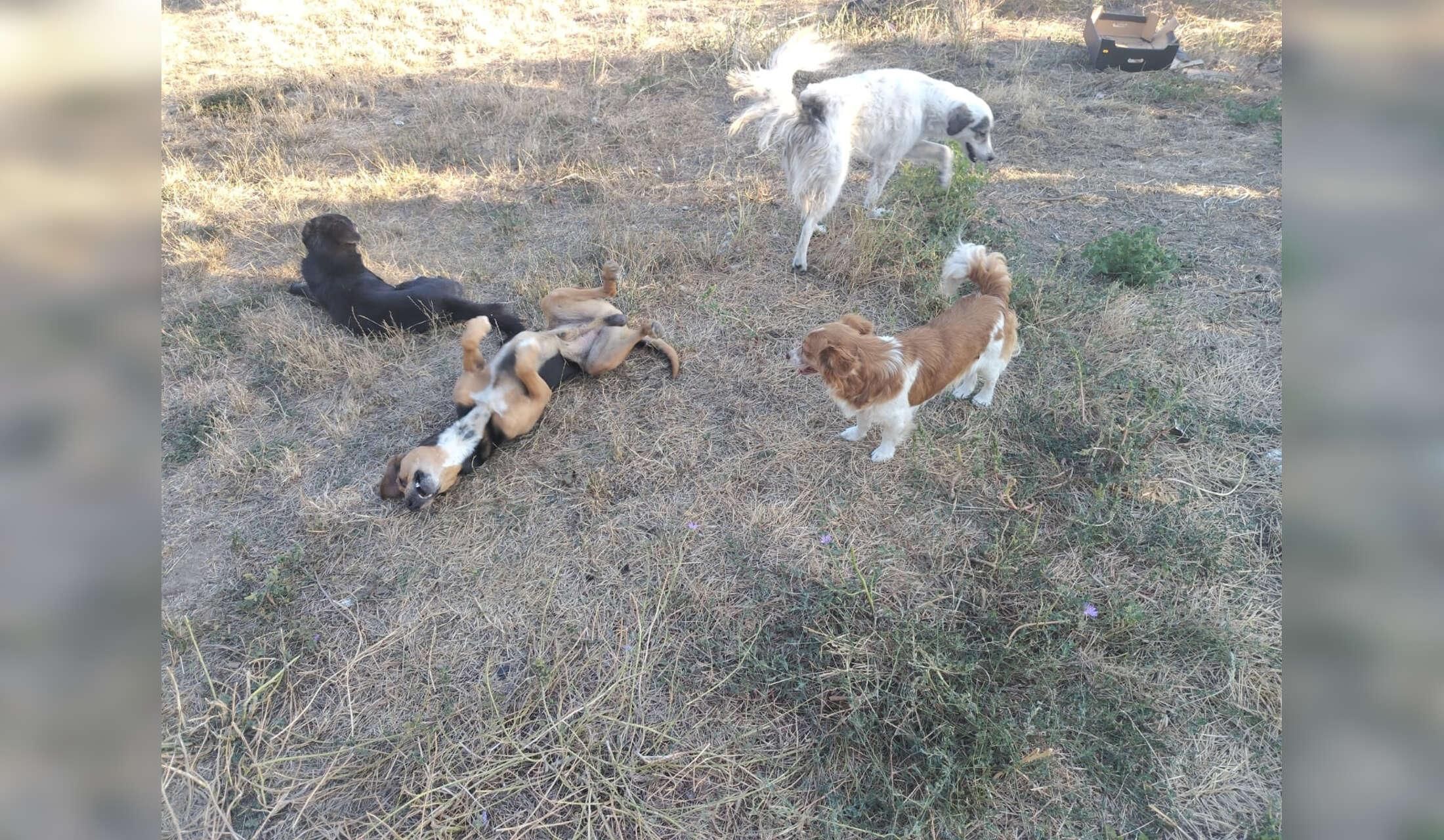 Secluded farmhouse in the Banat hills with a great view, close to the danube. Dogs, cats, chickens - Image 3
