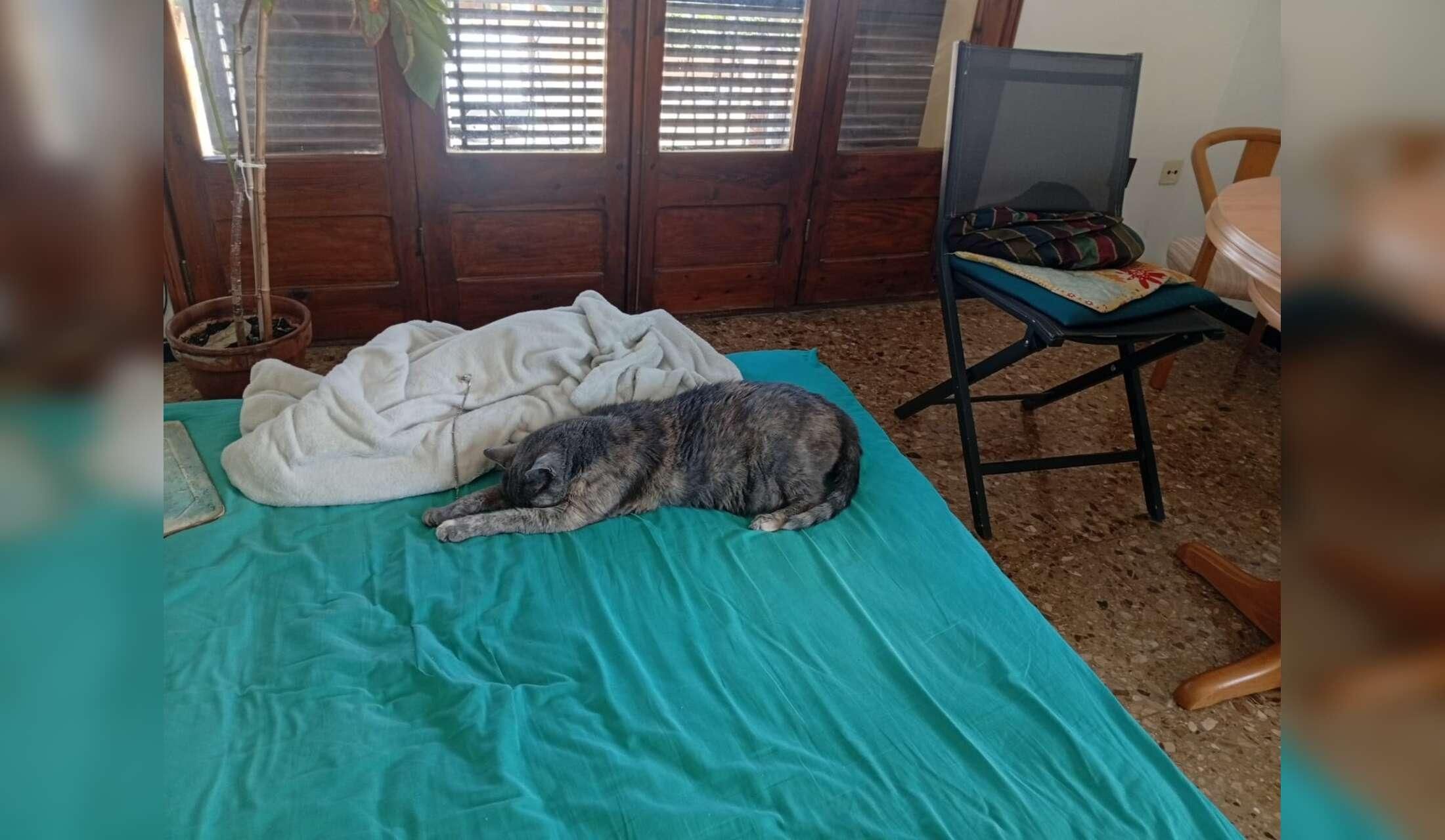 Pretty Banyoles, Catalunya; sitting house and cuddly cat; 31 Oct to 10 Nov - Image 3
