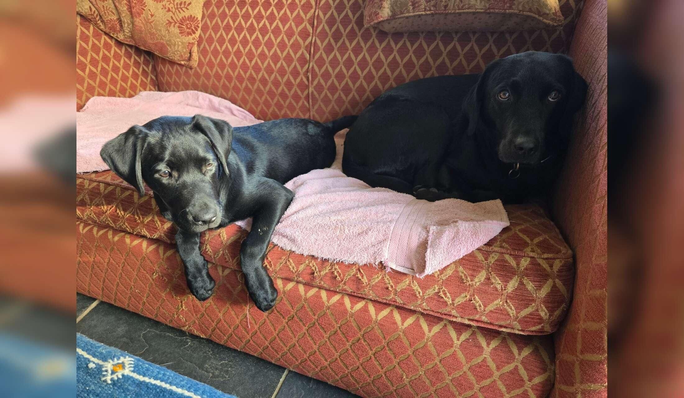 Experienced (non-professional)  animal lovers for cottage in West Sussex - Image 6