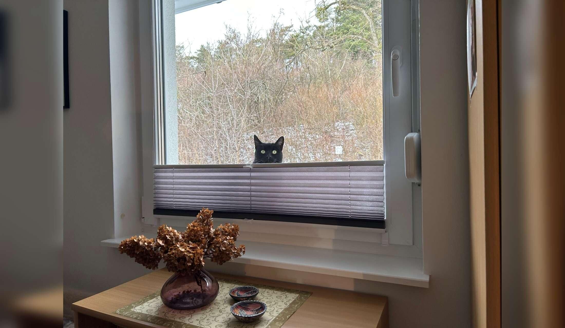 Two lovely cats in the green heart of Germany want YOU