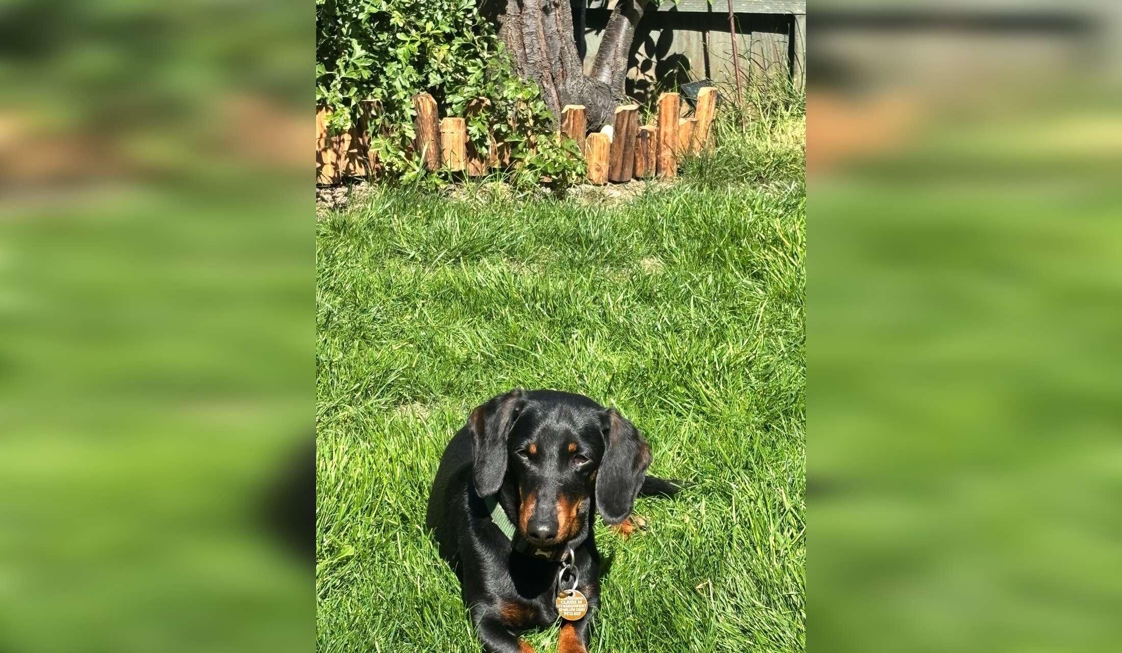 Pet sitter needed in quiet village setting - Image 7