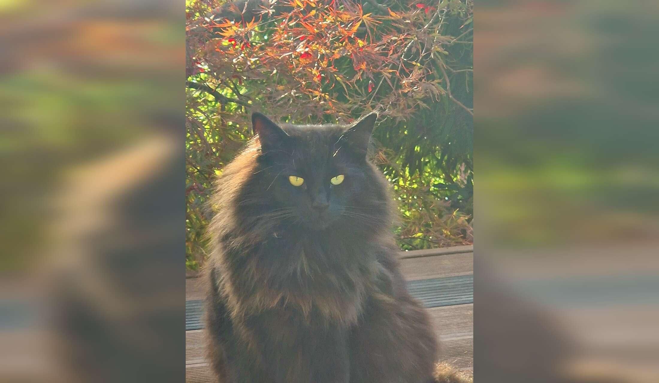 One week in the Swiss country side with 4 lovely Norwegian forest cats - Image 9