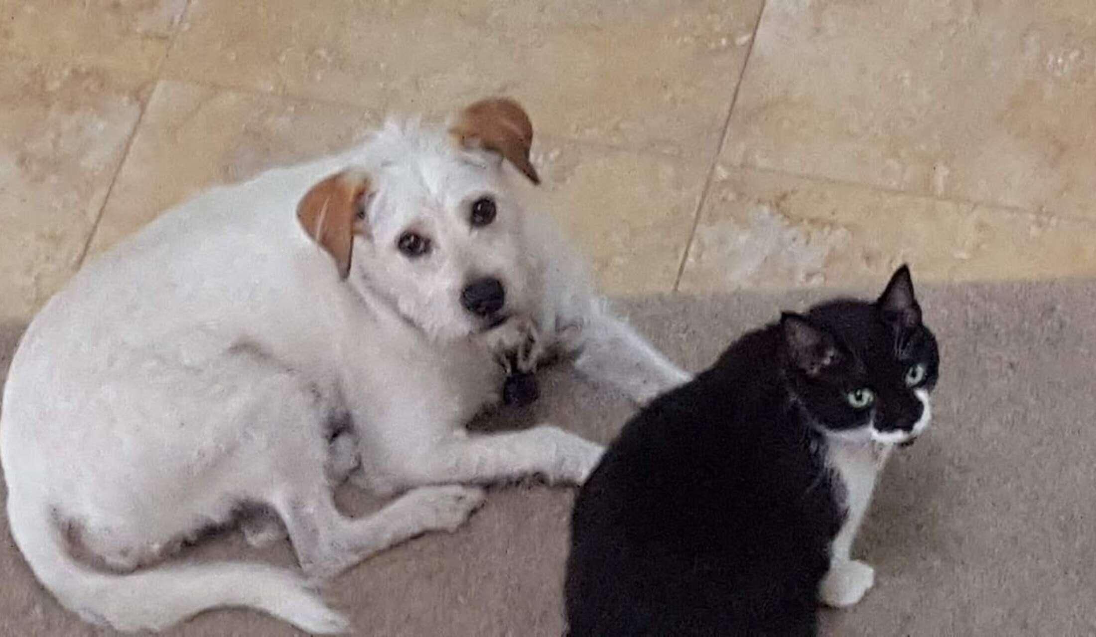 Great home, quiet neighborhood, close to the  beach and 3 loveable furry friends waiting to meet you - Image 5