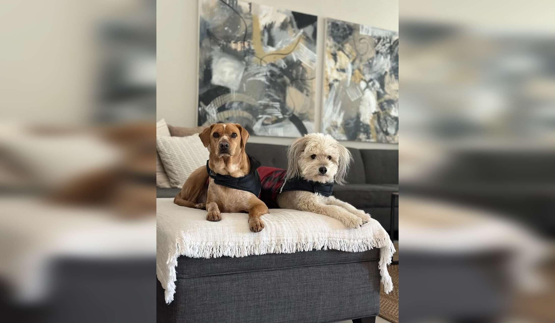 Come stay with Nacho and Blue in our desert home! - Image 10