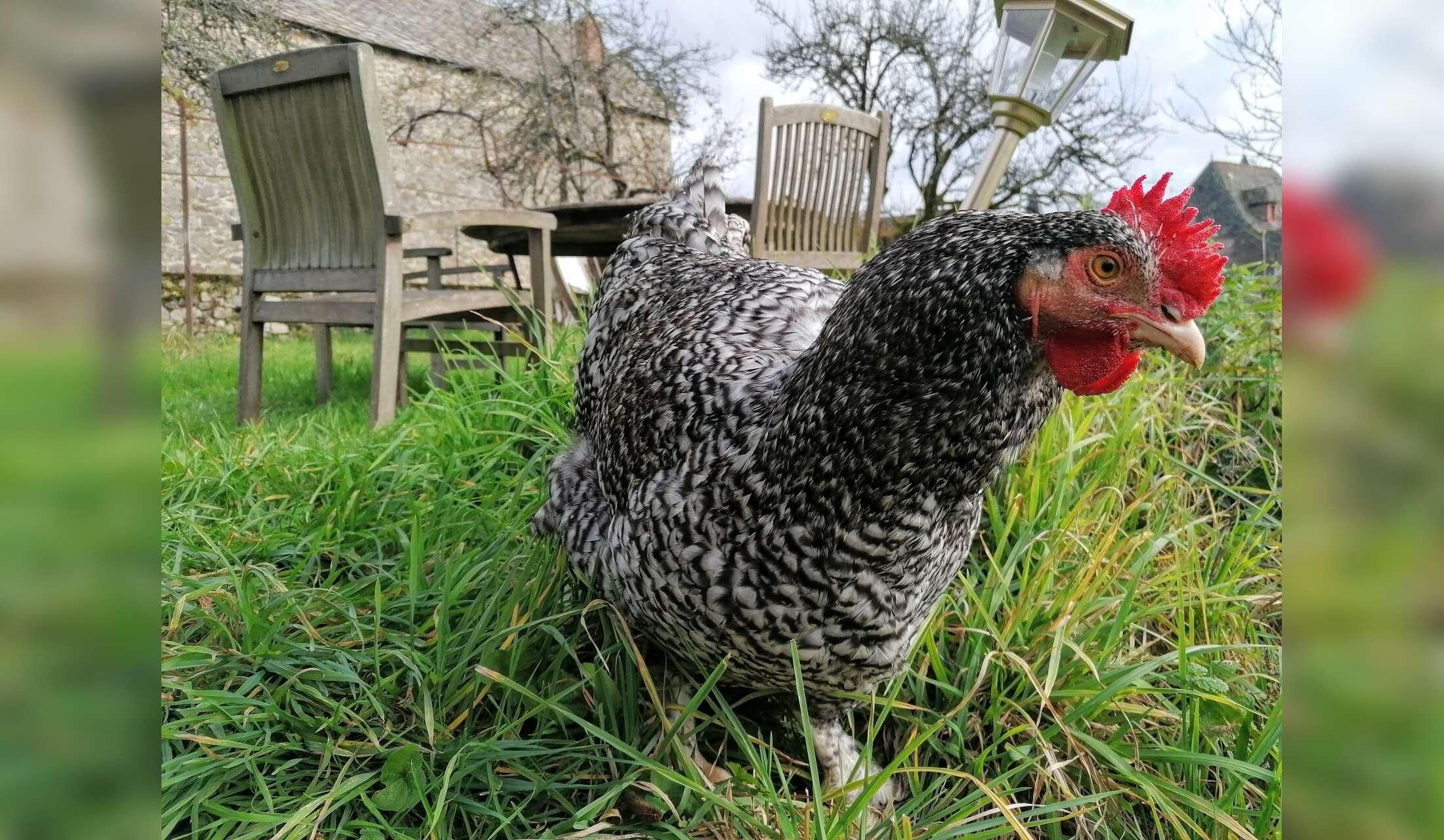 Farmhouse in Aveyron - Animal care - Garden maintenance - Image 10