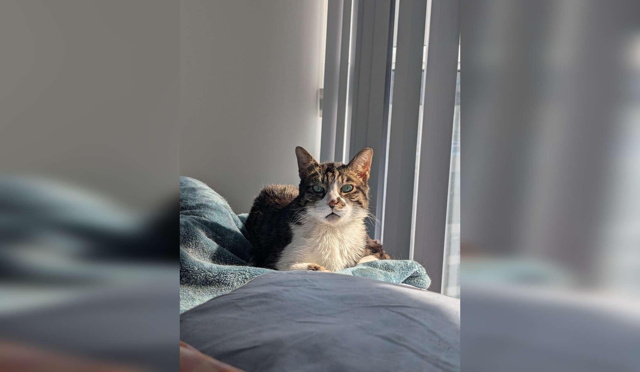 Cat sitting and apartment stay in downtown Toronto, ON for 2 weeks