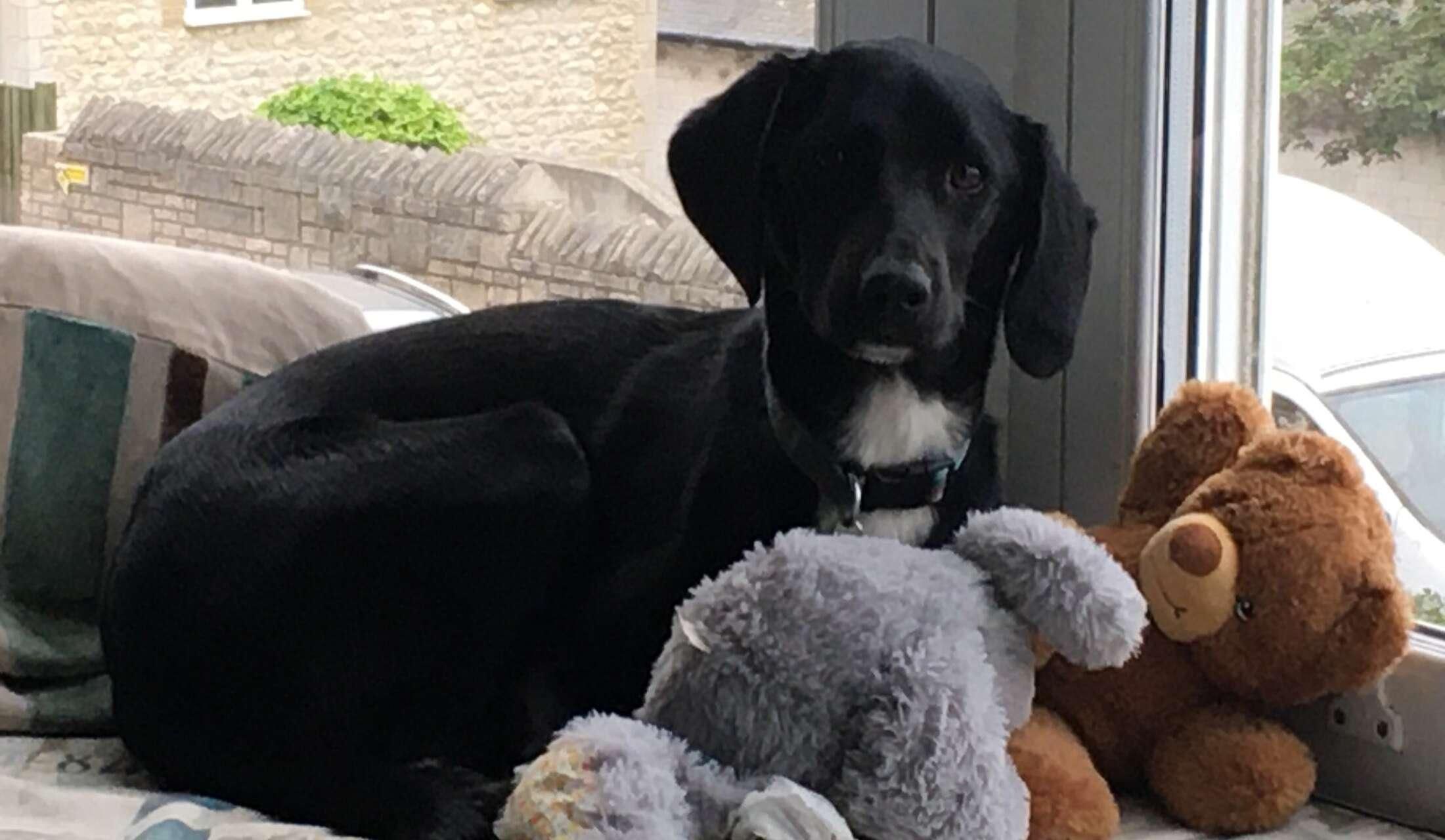 Dog lover for house sit in Dorset, UK - Image 3