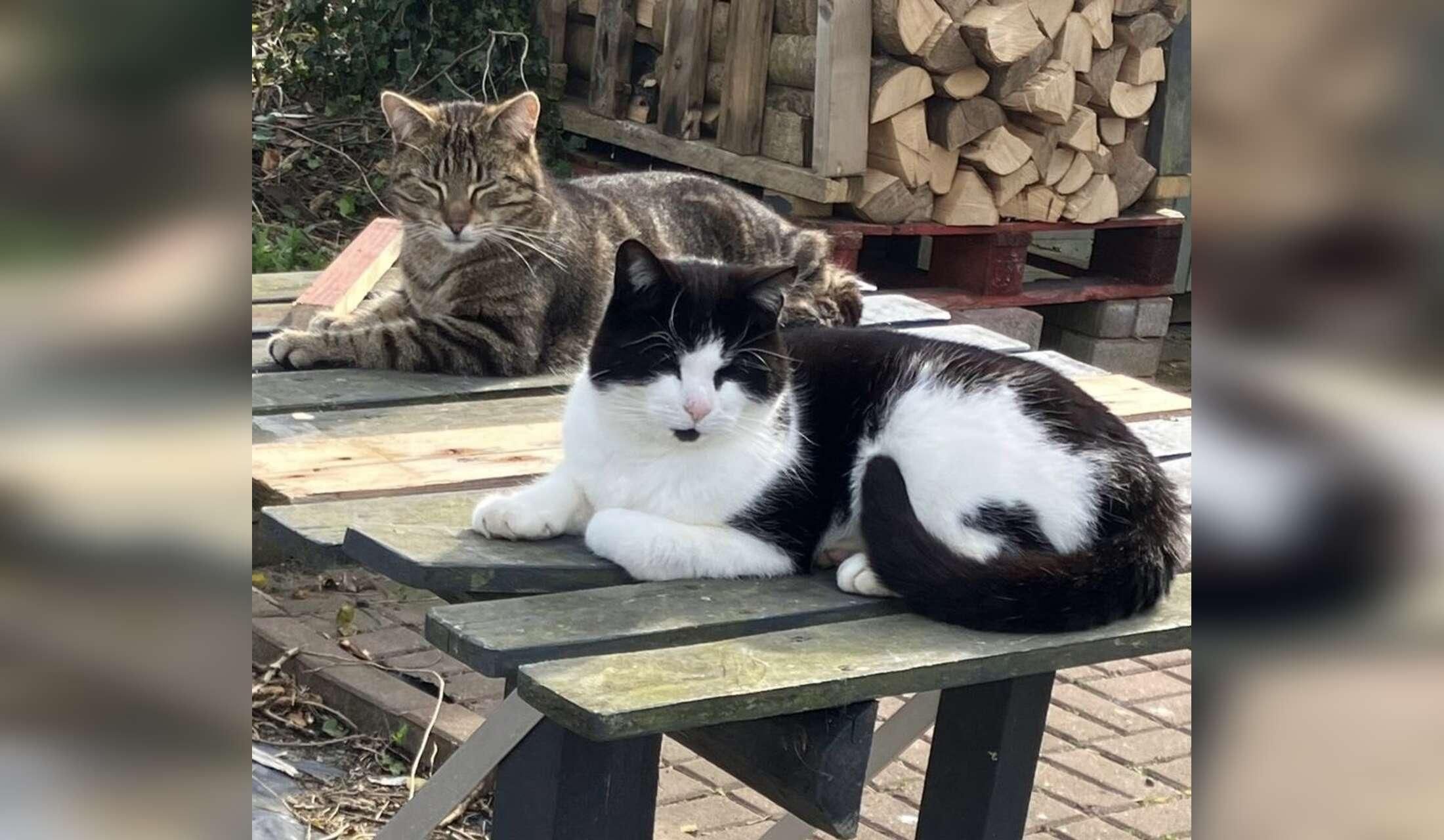 Kool Kitty sitters step forward