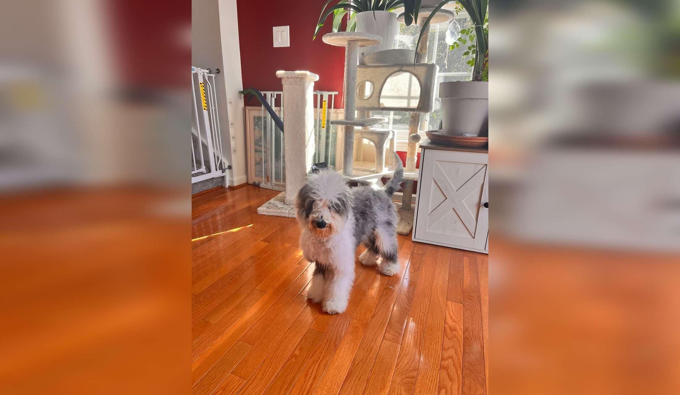 Care needed for my puppy and two cats - Image 2