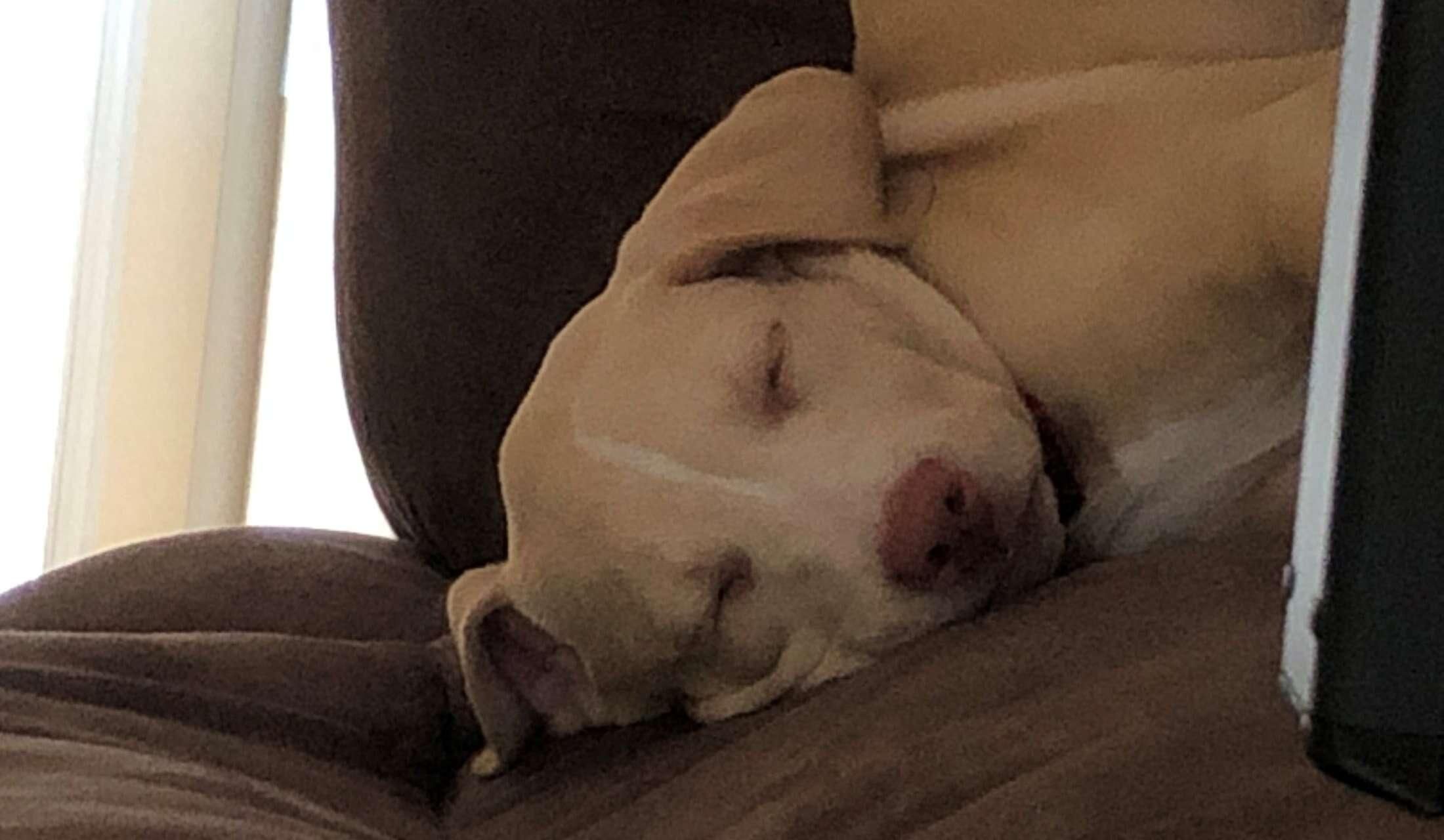 In Need Of Sitter for 3 Fur Babies Over Thanksgiving in Memphis! - Image 2