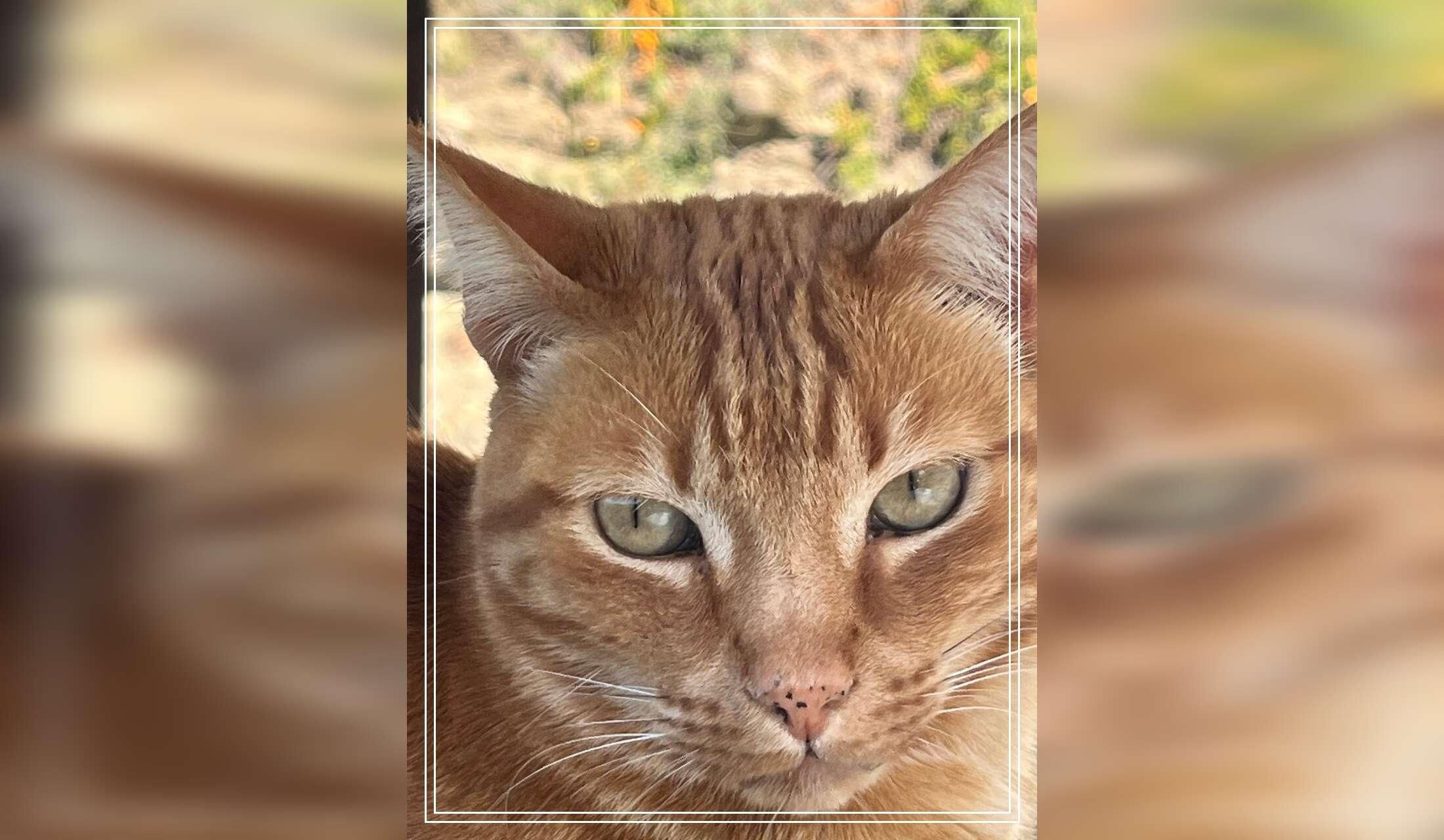 Cat sitting in Torrox campo - Malaga province Andalucia - Image 4