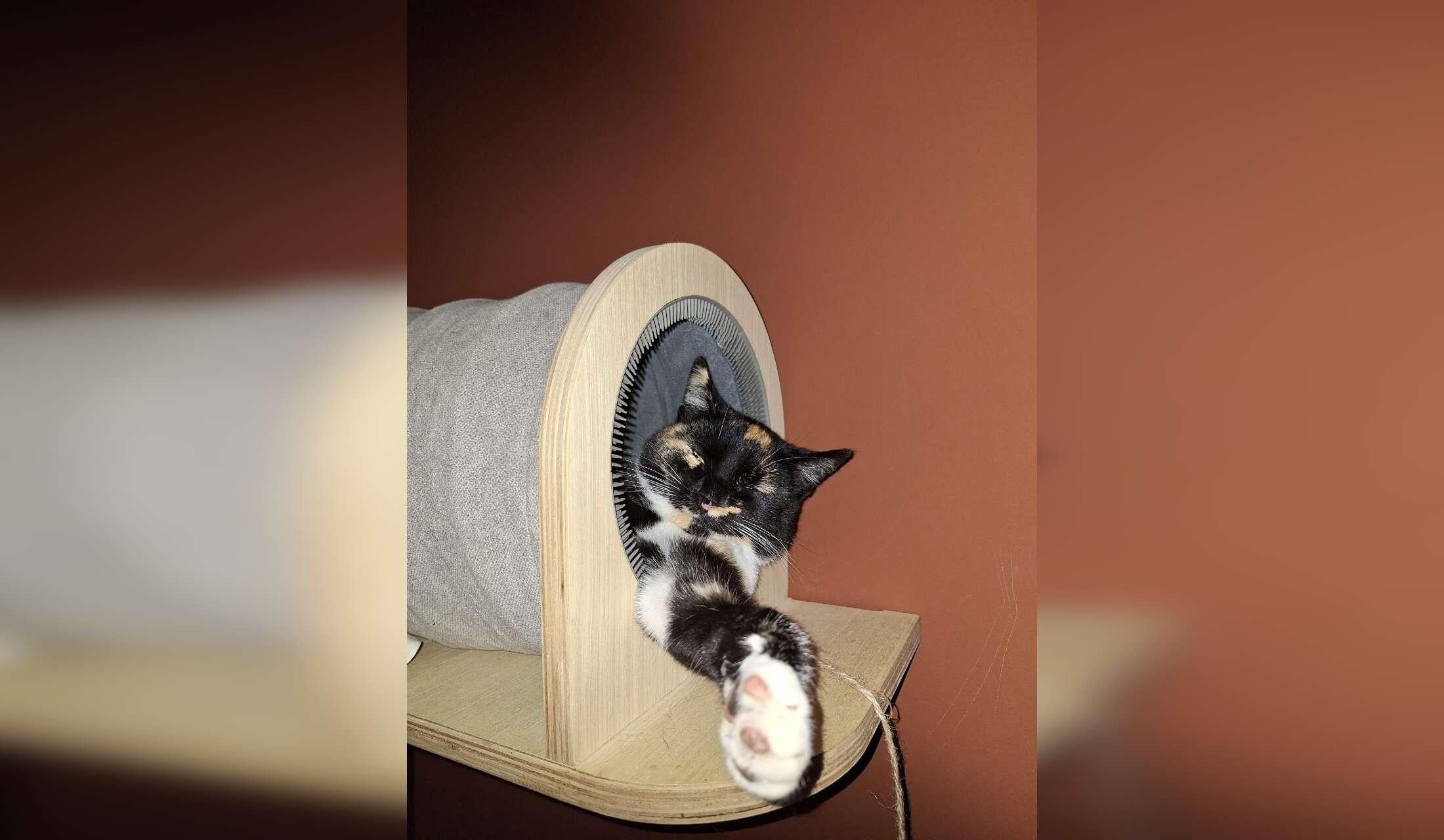 Three queens (cats) are looking for a pet sitter - Image 5
