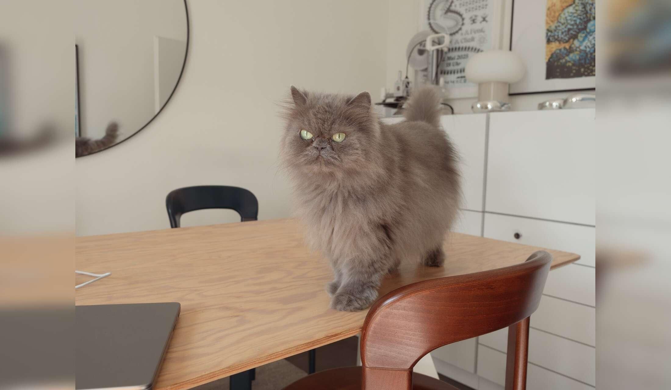 Lovely Persian cat in beautiful and central Zurich apartment - Image 6