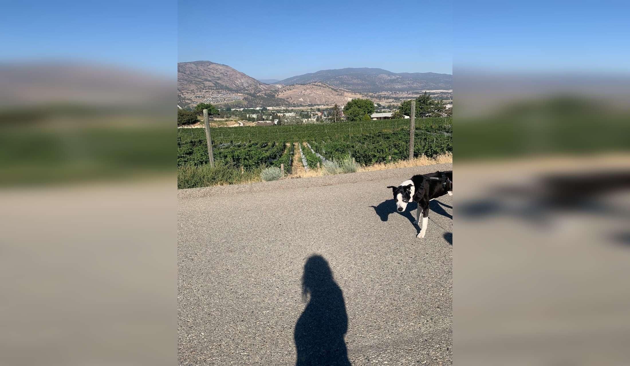 Spend Fall in Beautiful Penticton, BC — Loving Senior Dog Looking for a Companion - Image 3