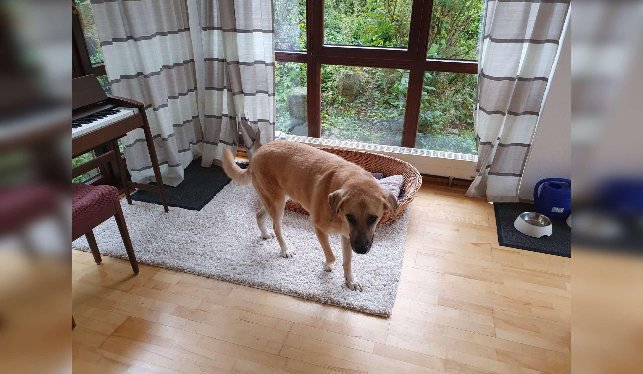 Peaceful house sit with our lovely dog Runa near Dresden / Germany - Image 8