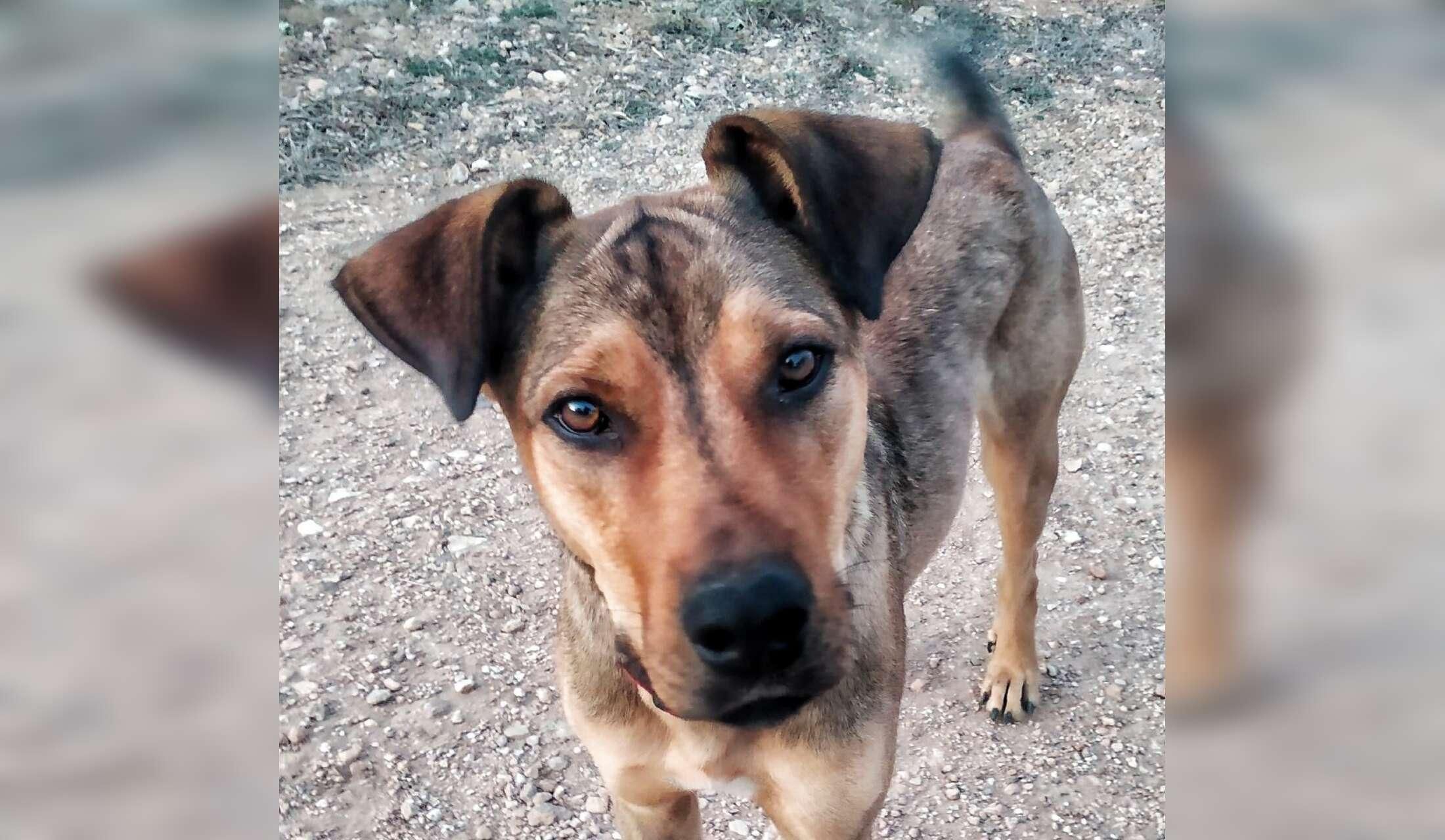 Wanted House, dog and cat sitter in Spanish mountains - Image 3