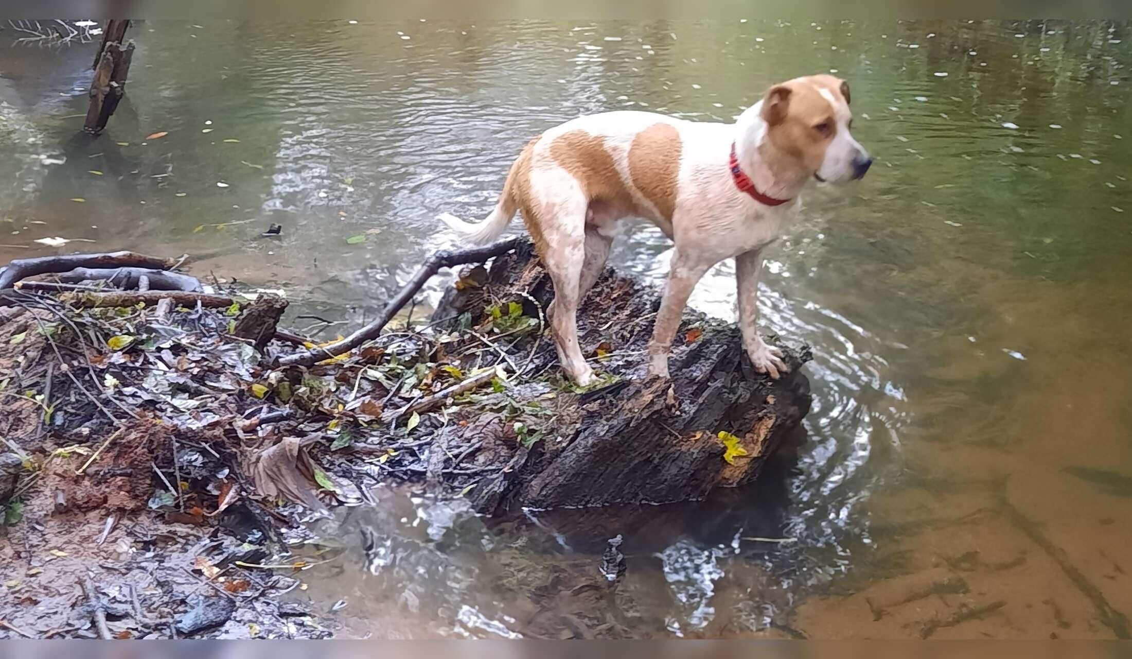 After having just been let down by my confirmed house-sitters, one handsome boy, Theo and 2 gorgeous cats, Toby and Esme are sadly, once again looking for someone to take care of them whilst their owner hopefully is able to  go on her booked and paid for