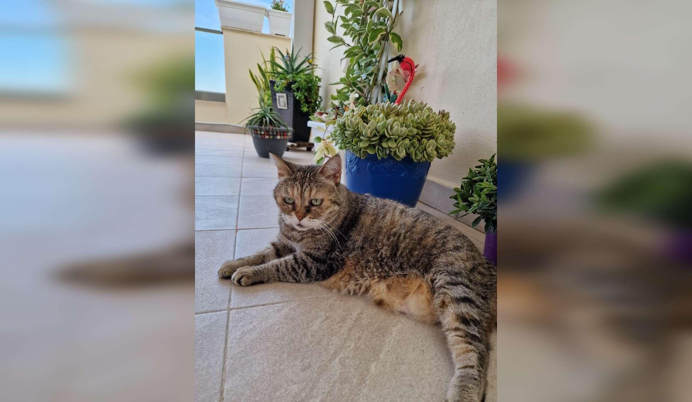 Cat and House Sitter Required , Island Living Livestyle ,Gozo Malta - Image 7