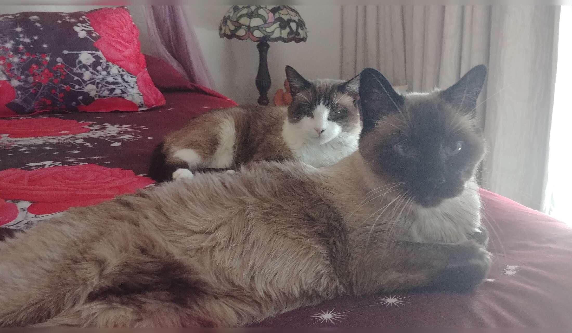 11/27/26 to 12/02/26 - 2 Siamese Cats, private sanctuary Cornville, Az, 14 min to Sedona!