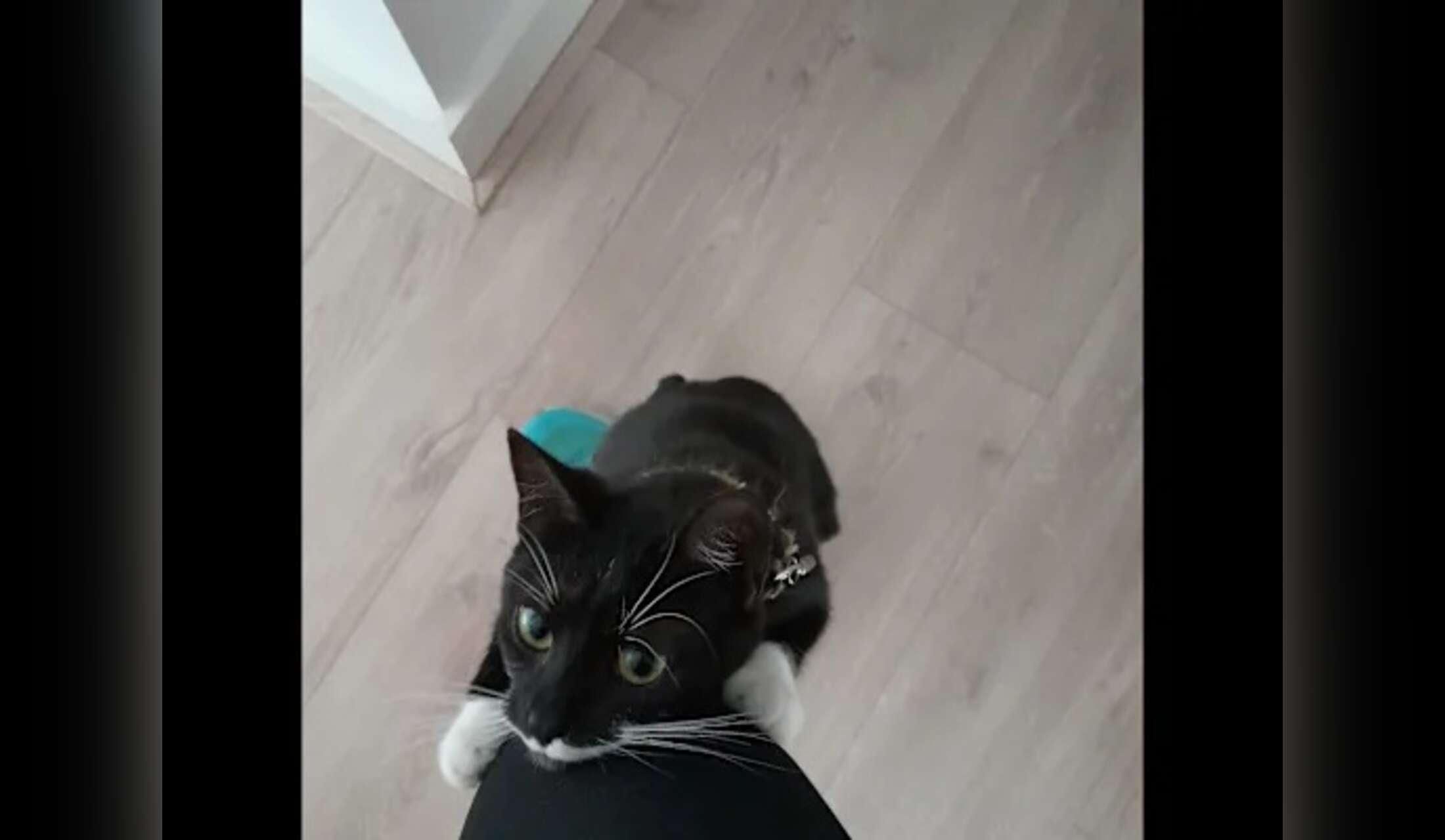 Three queens (cats) are looking for a pet sitter - Image 6