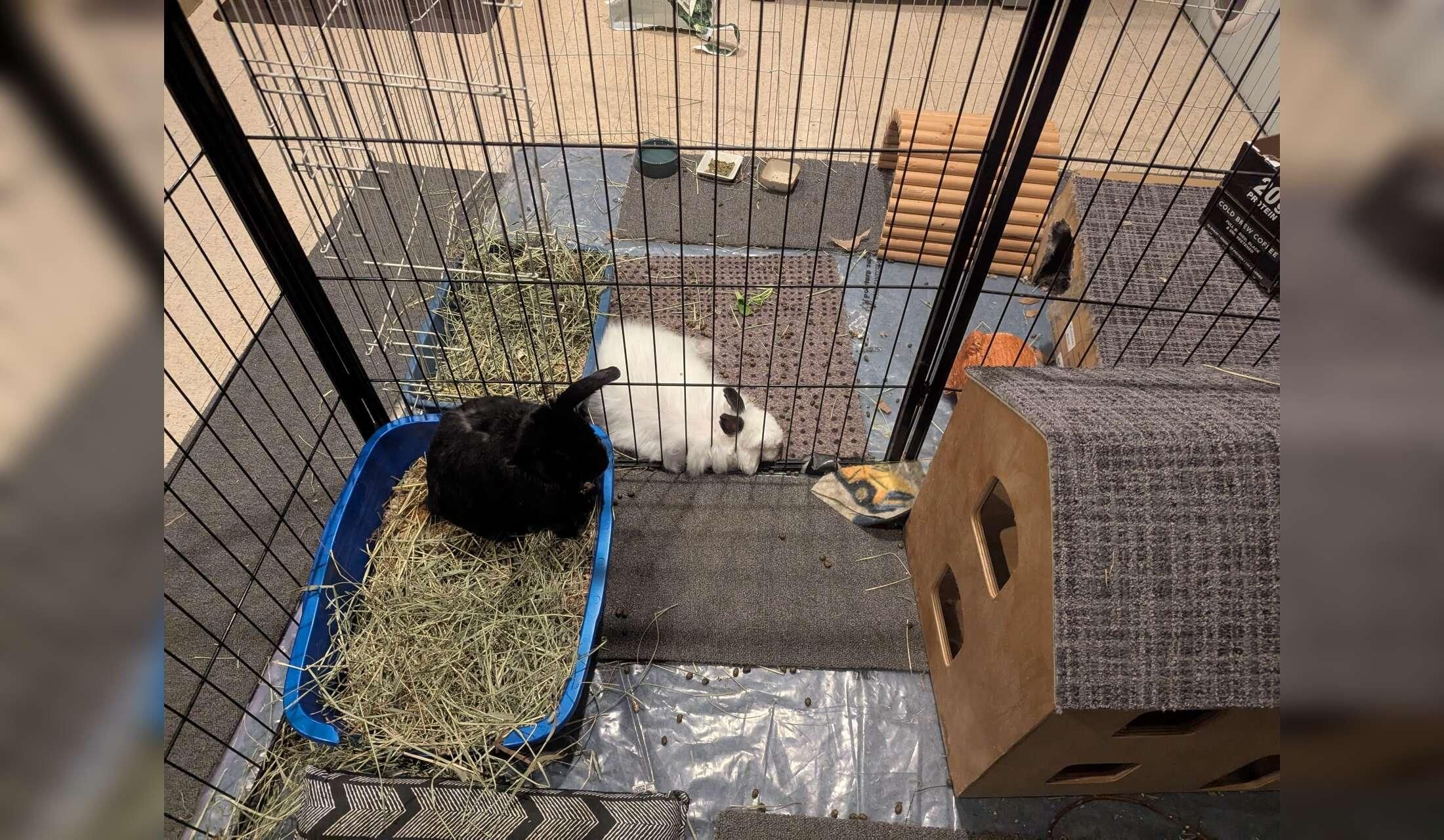 Home in Victoria, British Columbia - with 2 free-roam rabbits - Image 5