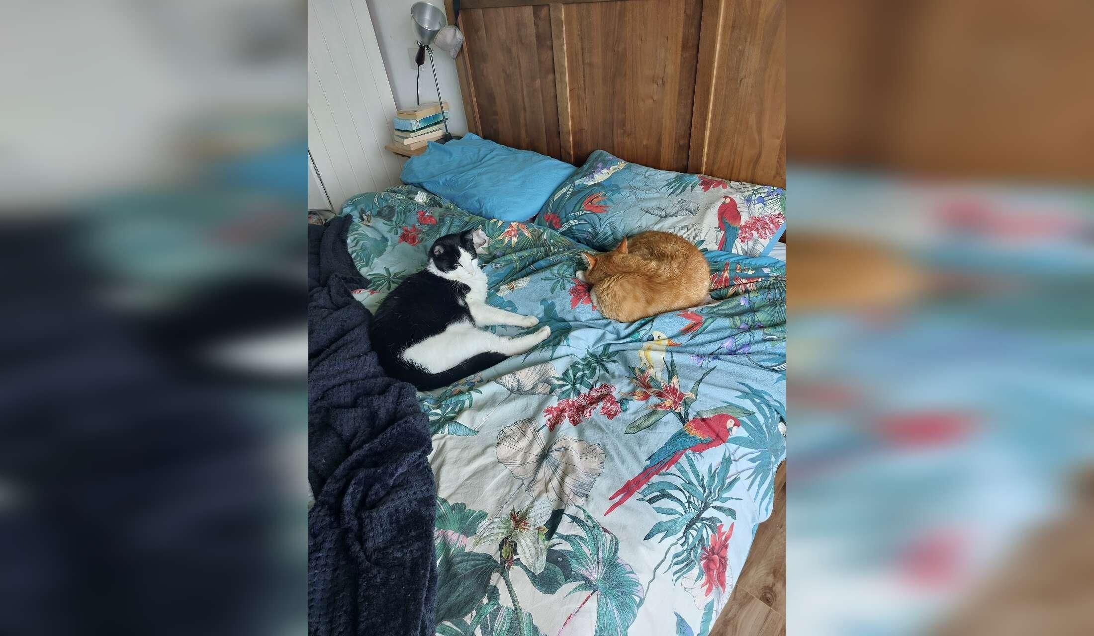 Pet sitting for two cats in Wicklow, Ireland - Image 2