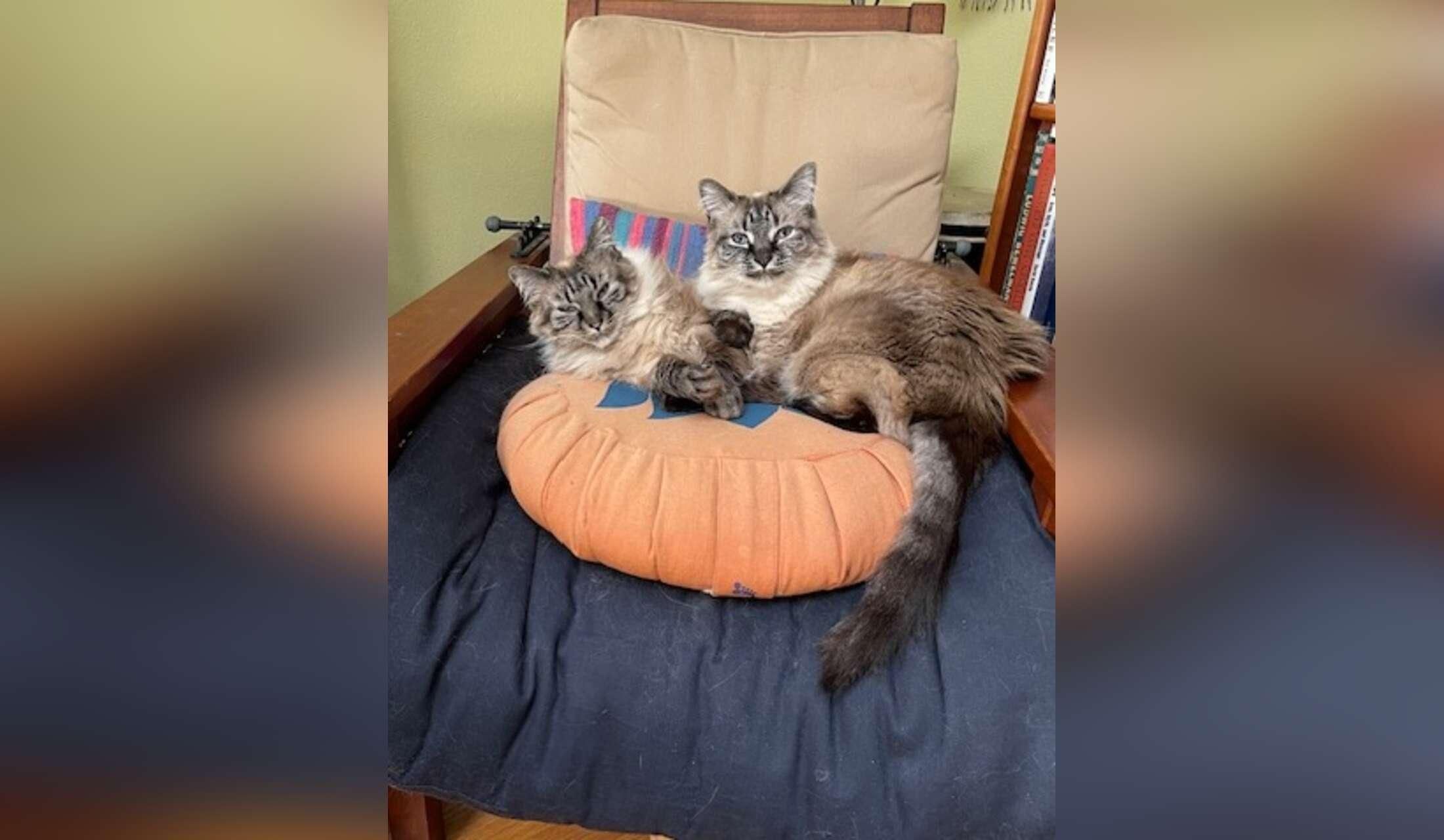 Seattle in September with 2 cats! - Image 8