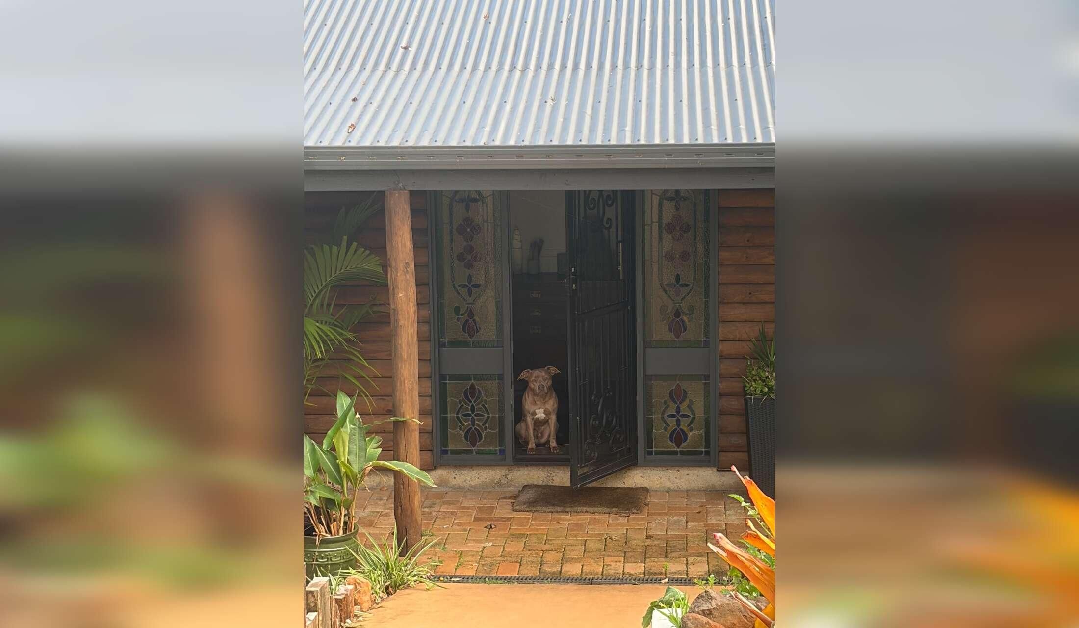 Looking after Pablo the staffy in a country escape in the mountains - Image 8