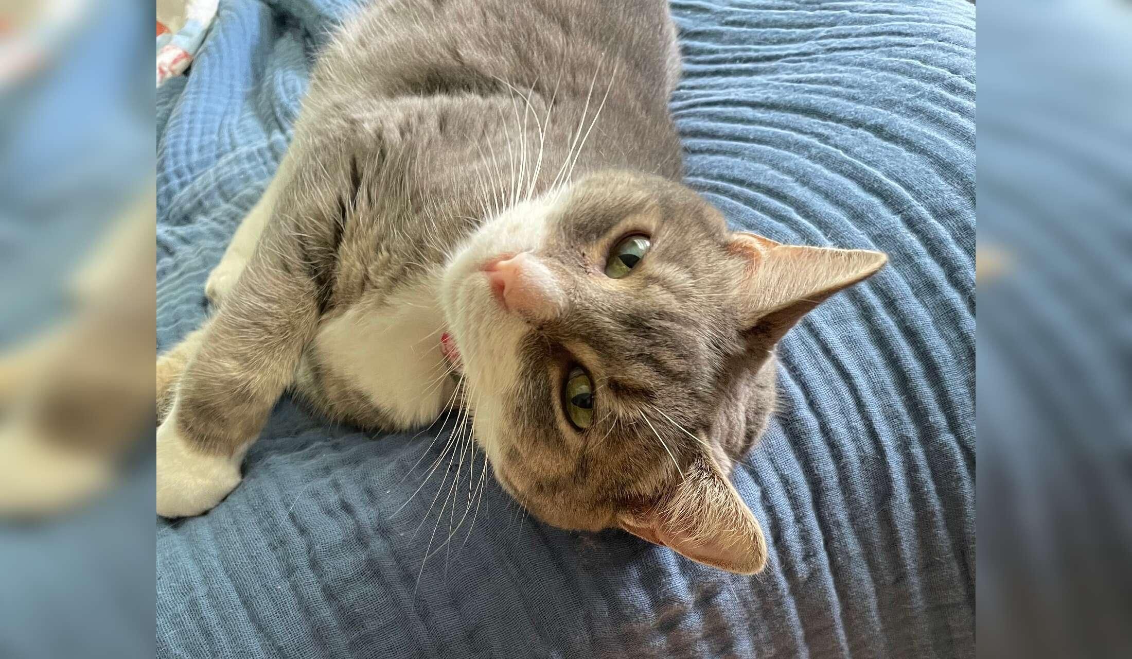 Cat sitting in a popular area of Chicago close to the loop - Image 2